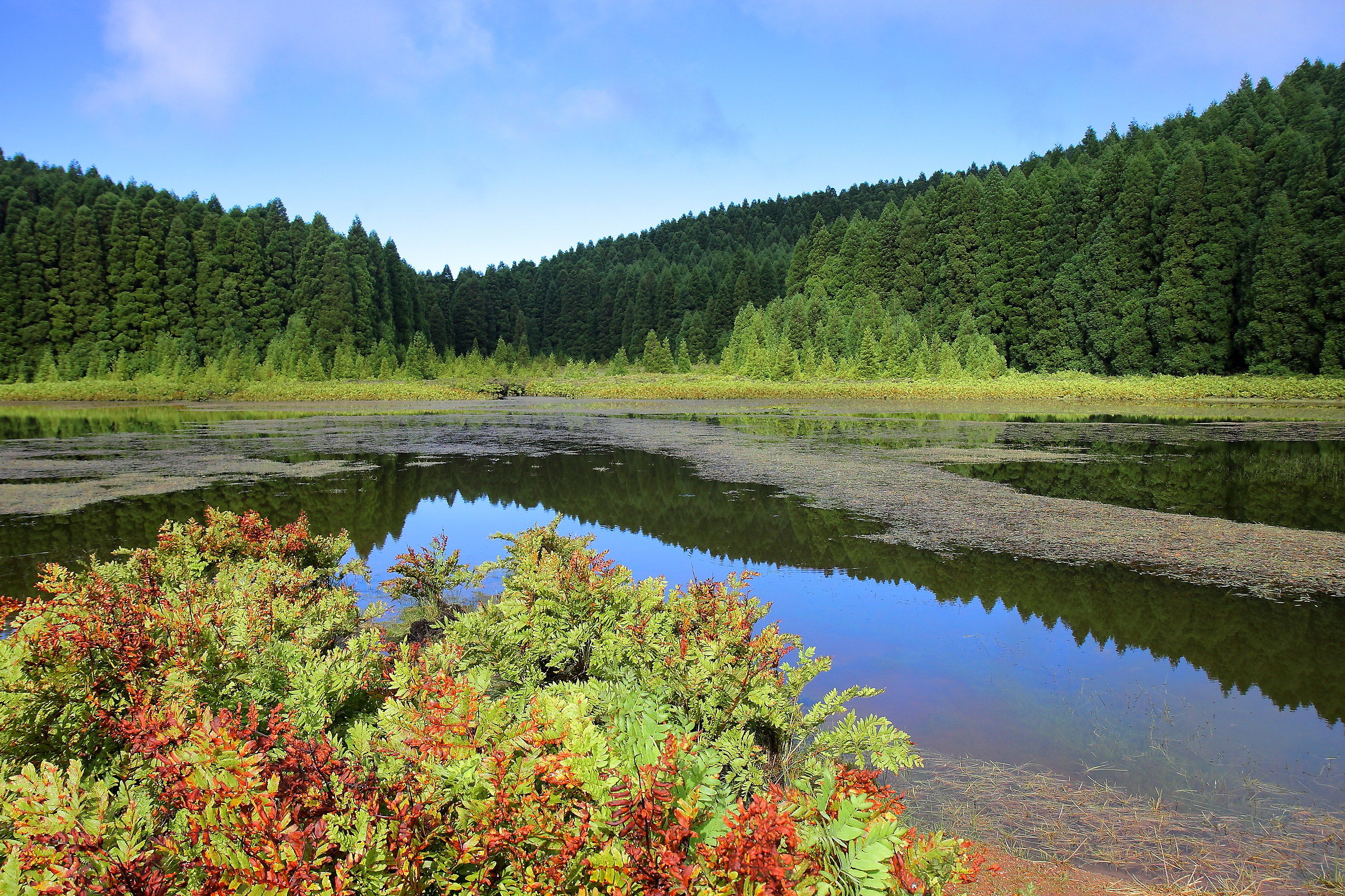 The clearing in the pine forest