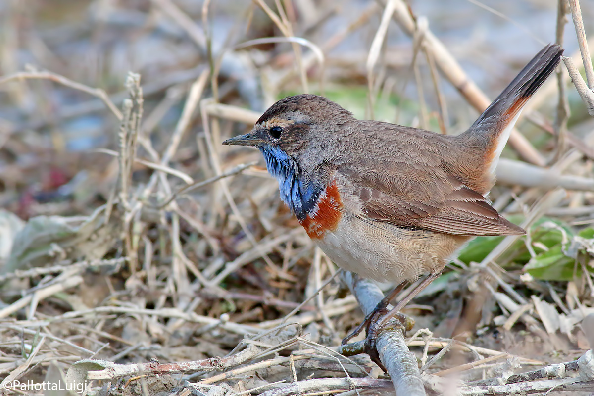Bluethroat (Luscinia svecica)