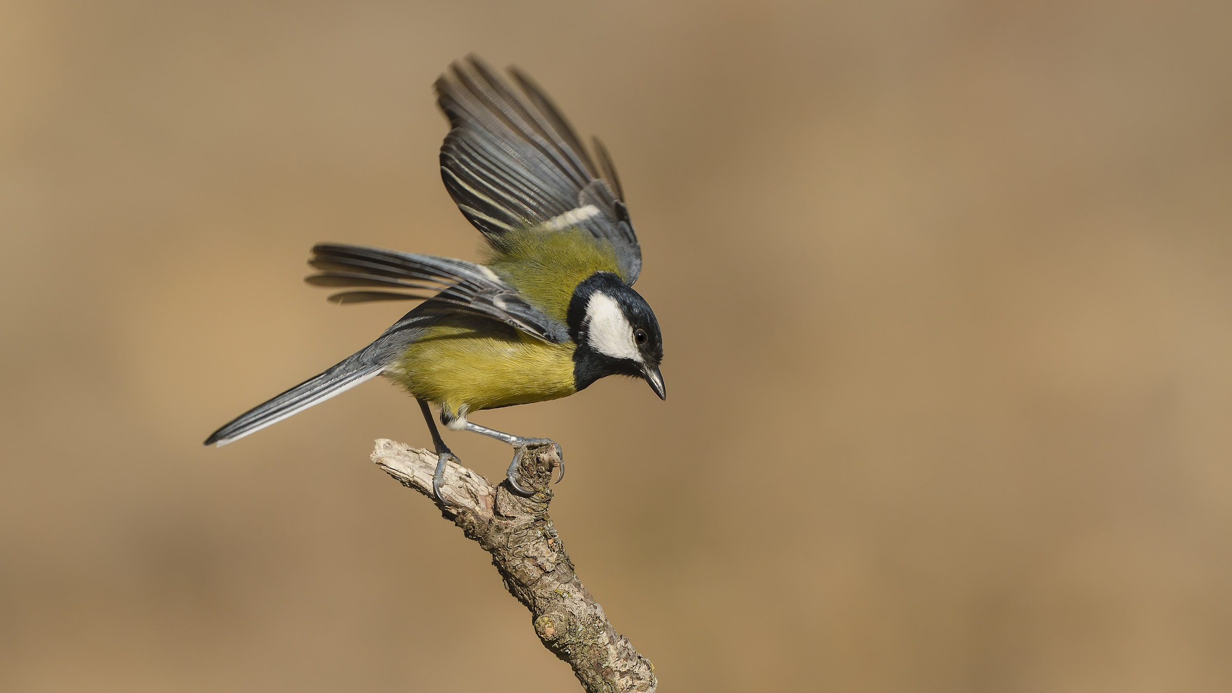 Büyük ba&scedil;tankara » Great Tit » ...
