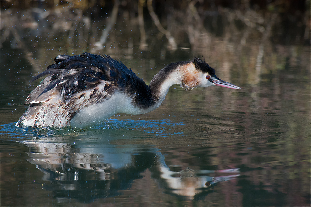 Grebe in arruffatina