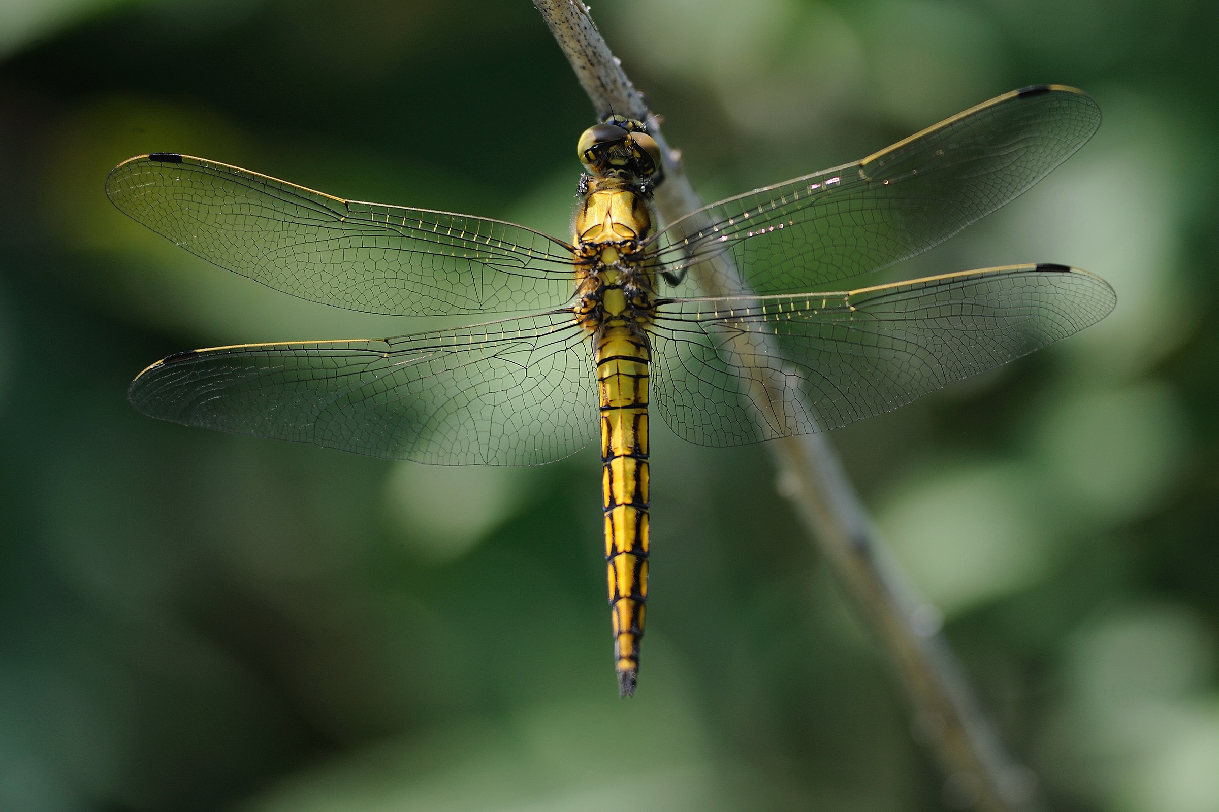 Orthetrum cancellatum
