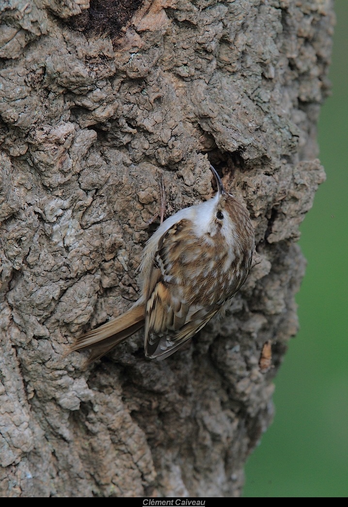 grimpereau des jardins