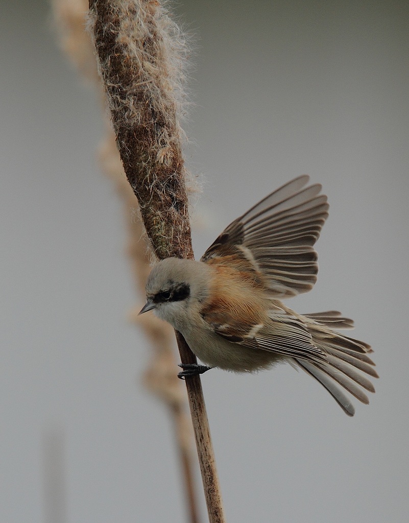 rémiz penduline  ou mésange remiz