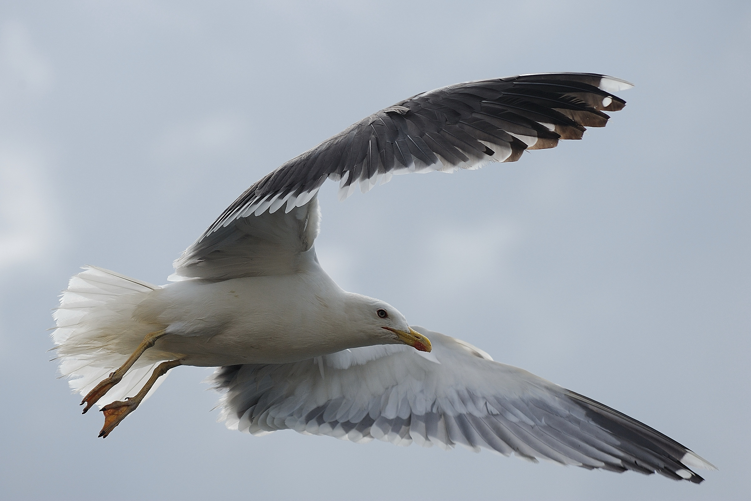 Larus fuscus
