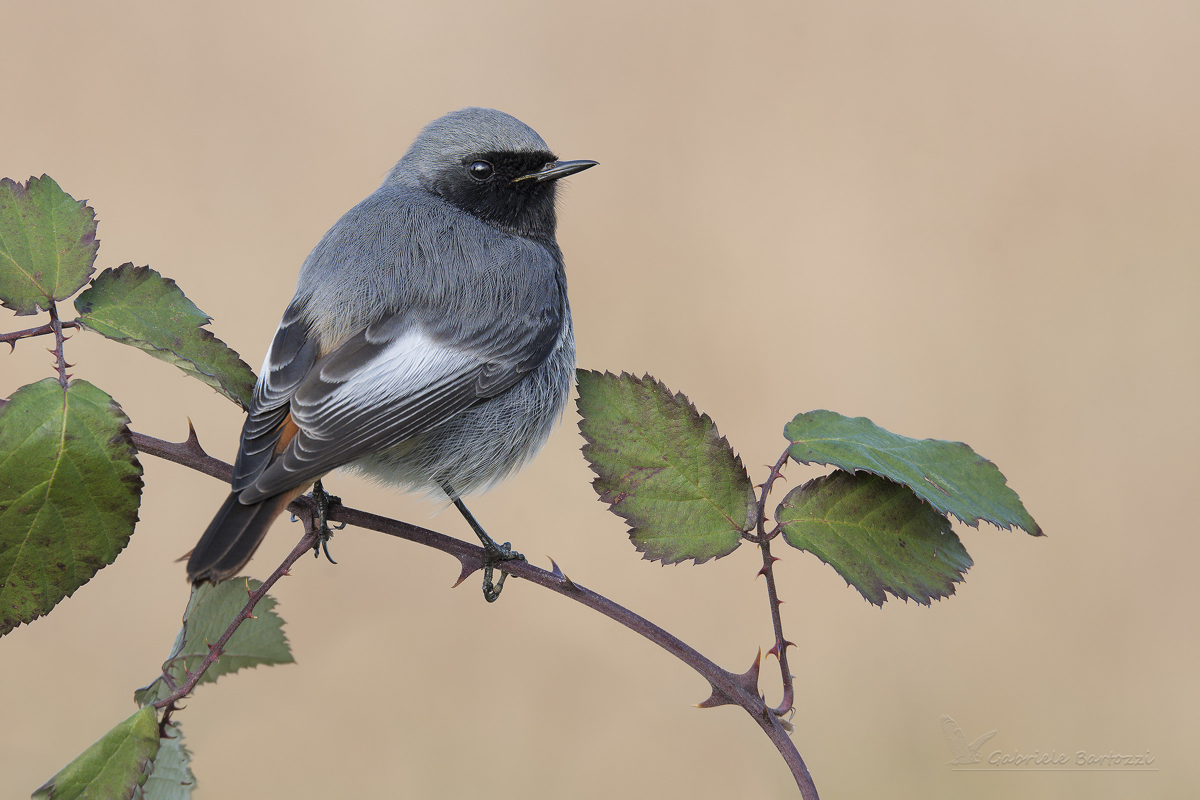 redstart chimney sweep