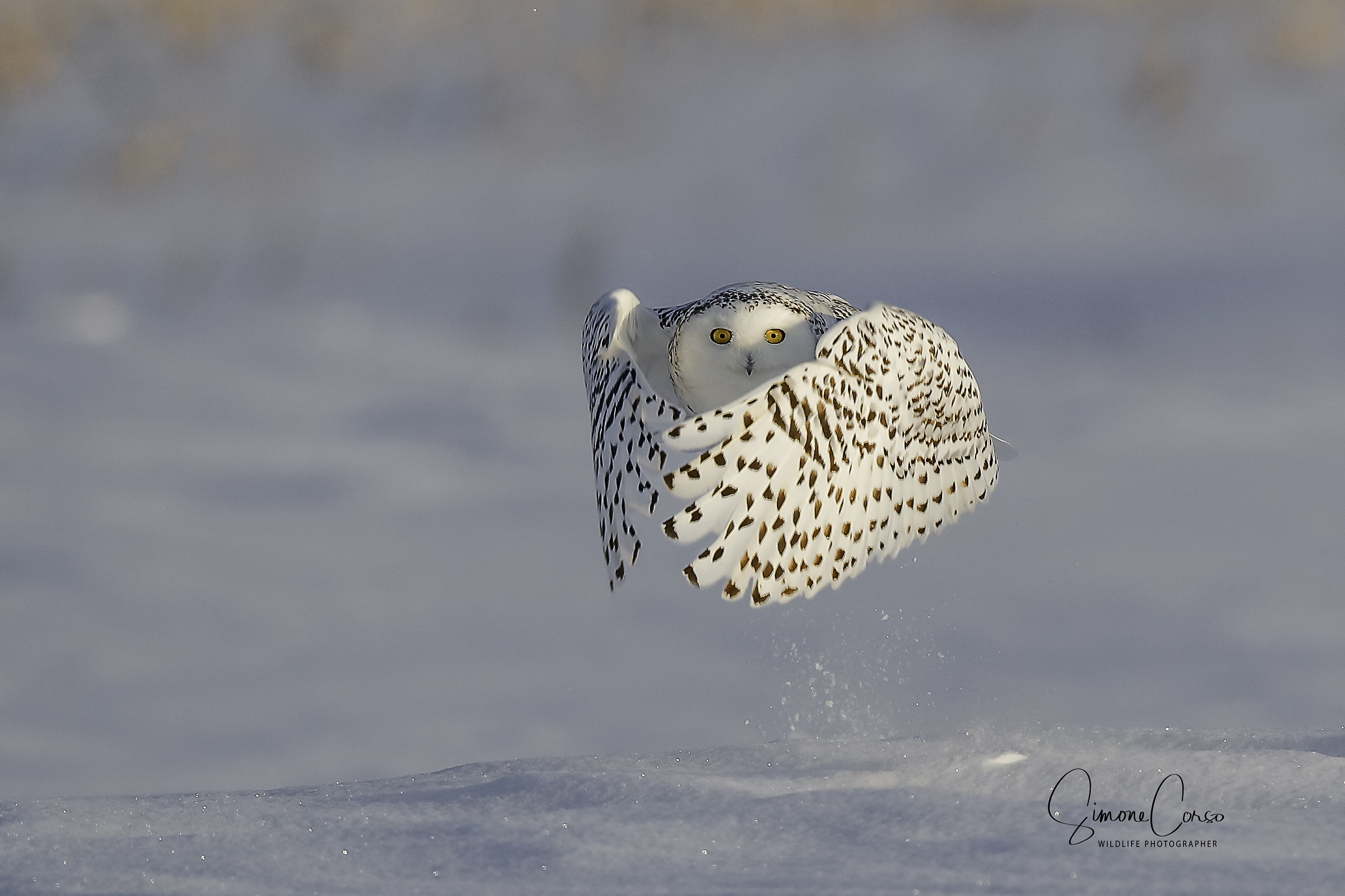 Civetta delle nevi - Bubo Scandiacus