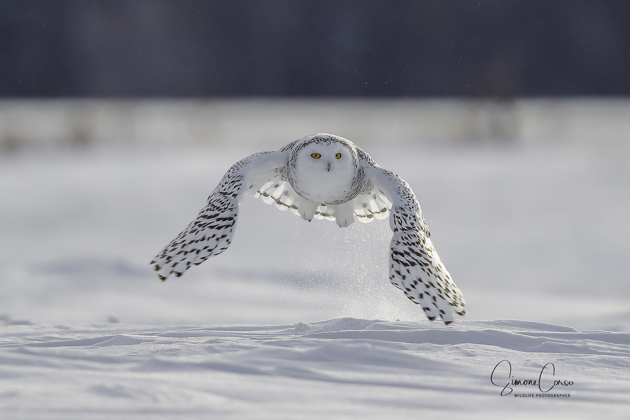 Civetta delle nevi - Bubo Scandiacus