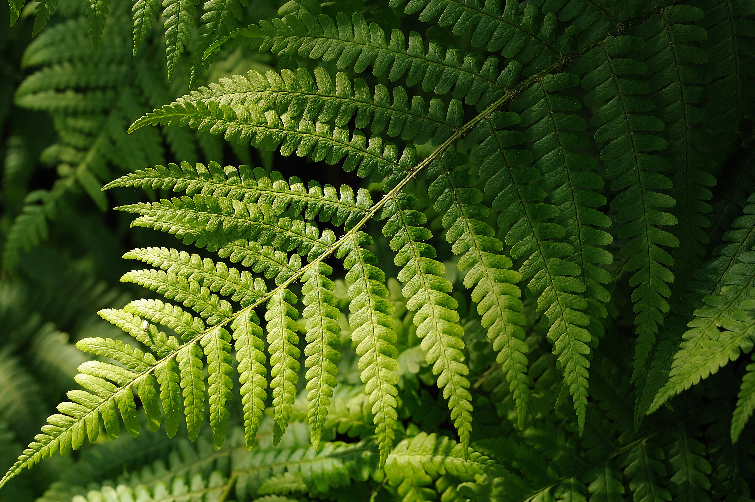 Dryopteris filix - mas