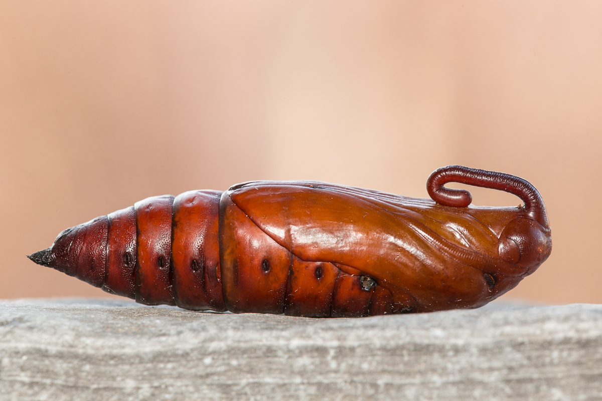 Crisalide svernante di Sfinge del convolvolo...