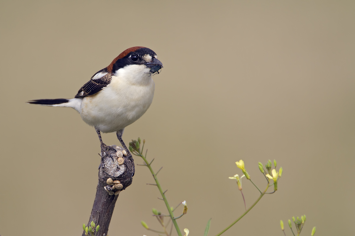 Woodchat Shrike