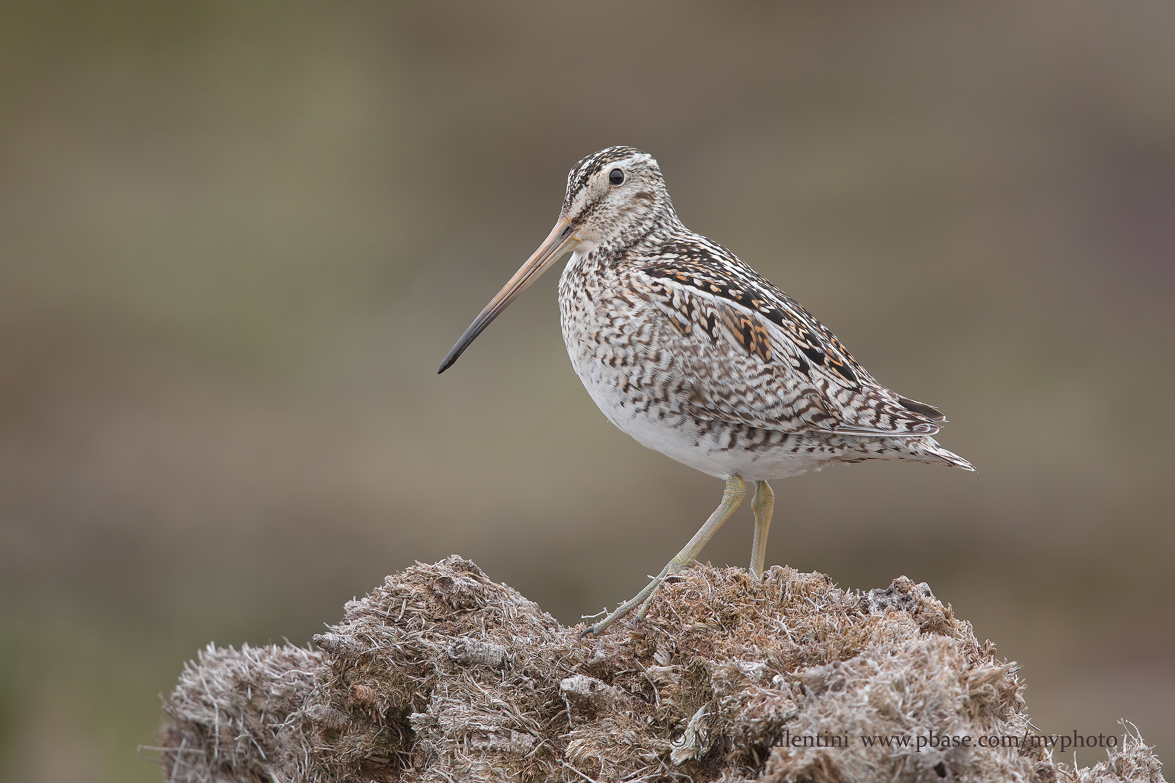 Snipe of Magellan