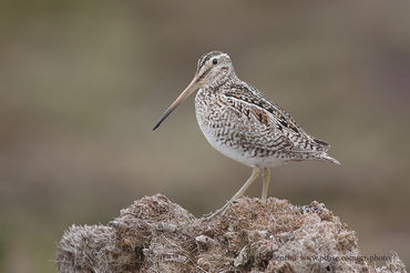 Gallinago paraguaiae