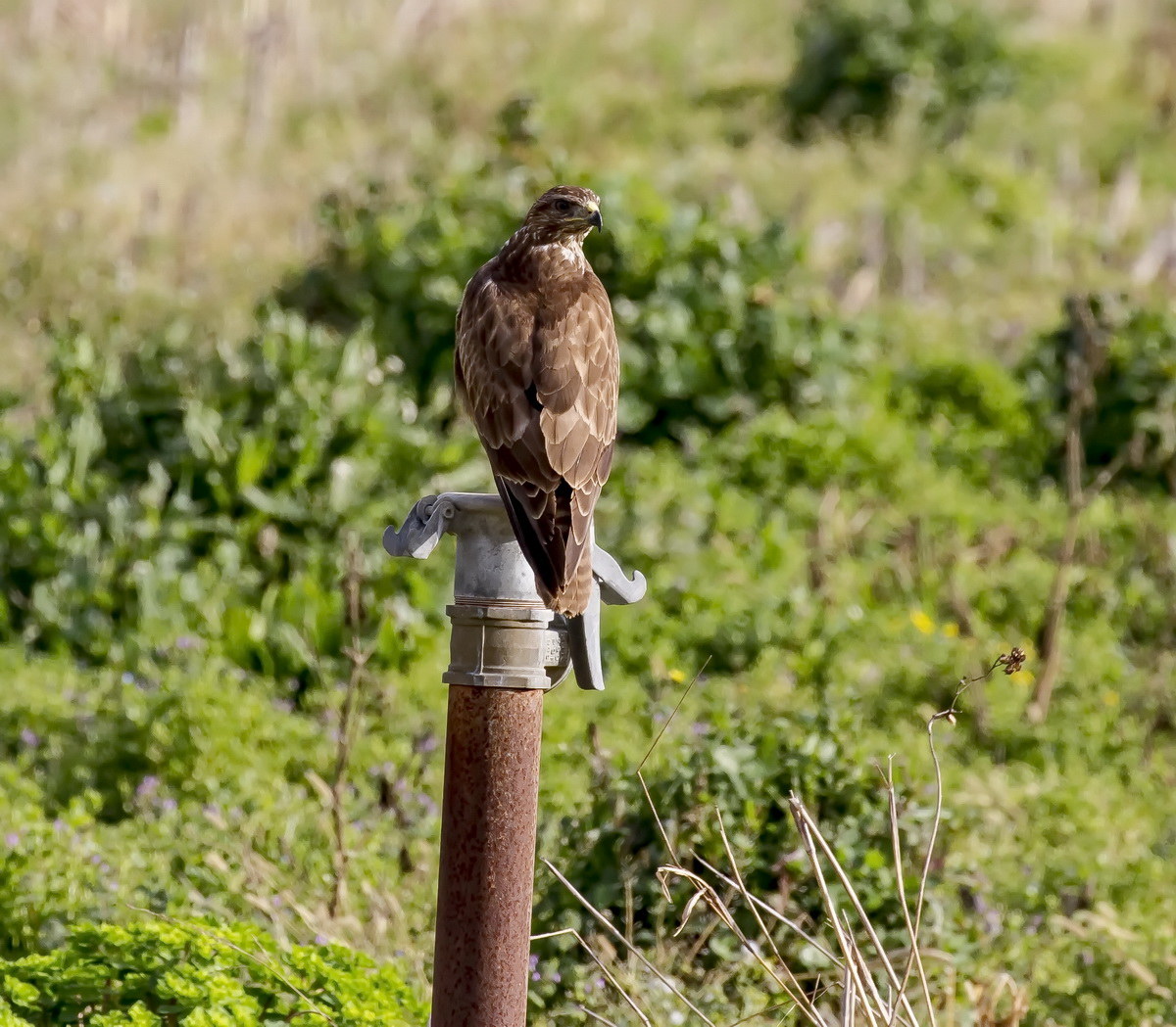 Buzzard