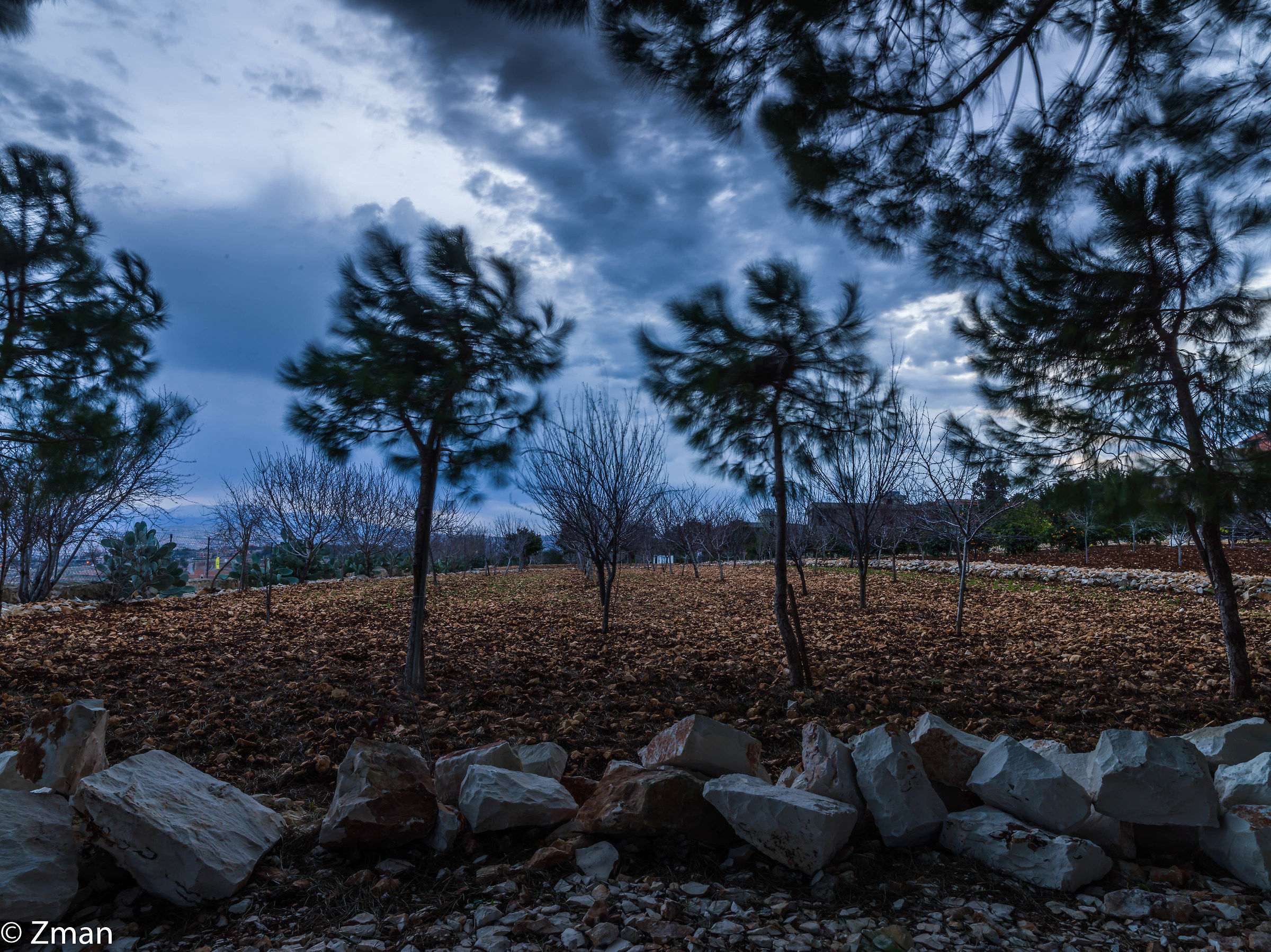 Giovani alberi di pino