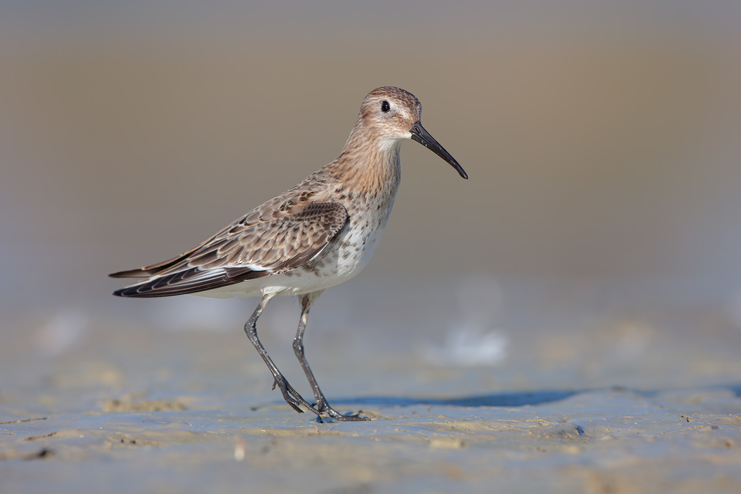 Pancianera sandpiper