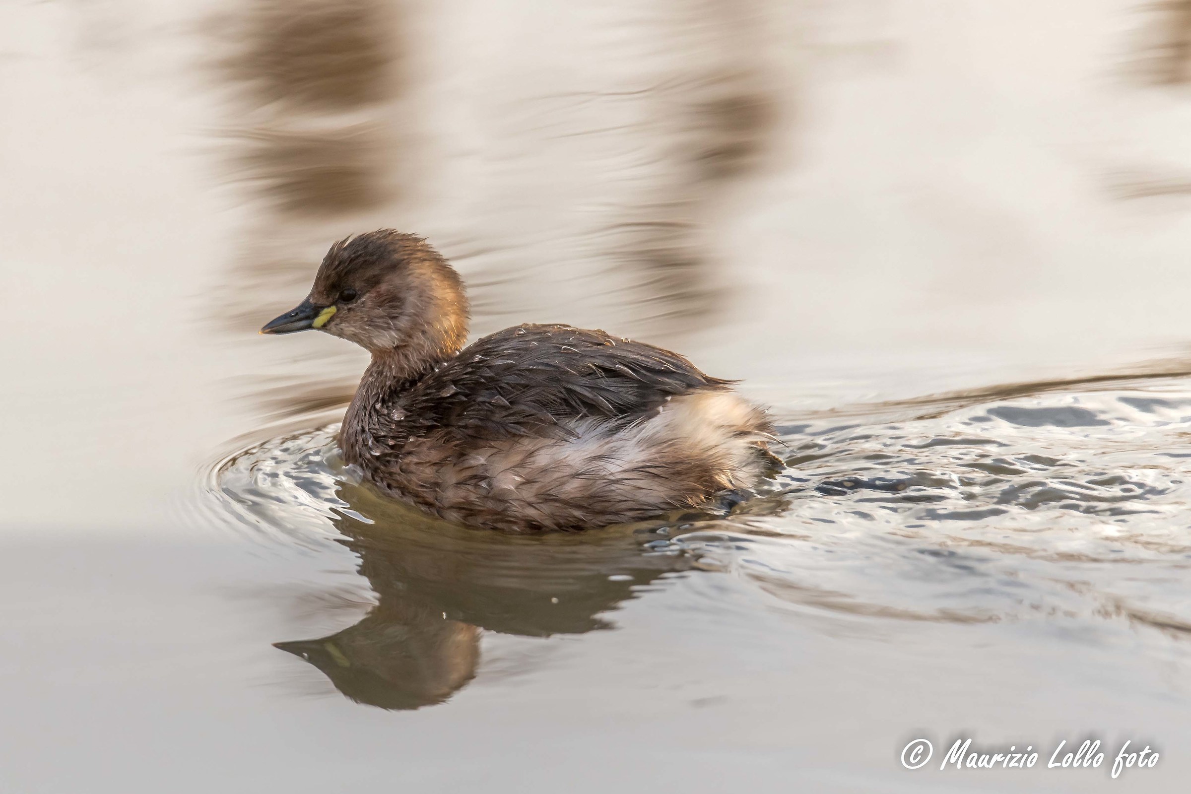 Tuffetto ... appena riemerso