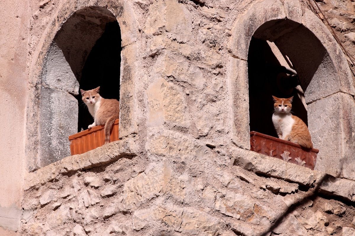 Gatti,vasi ed archi......