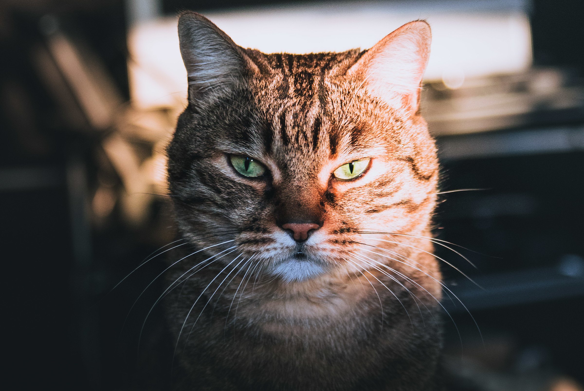 dark side of the cat