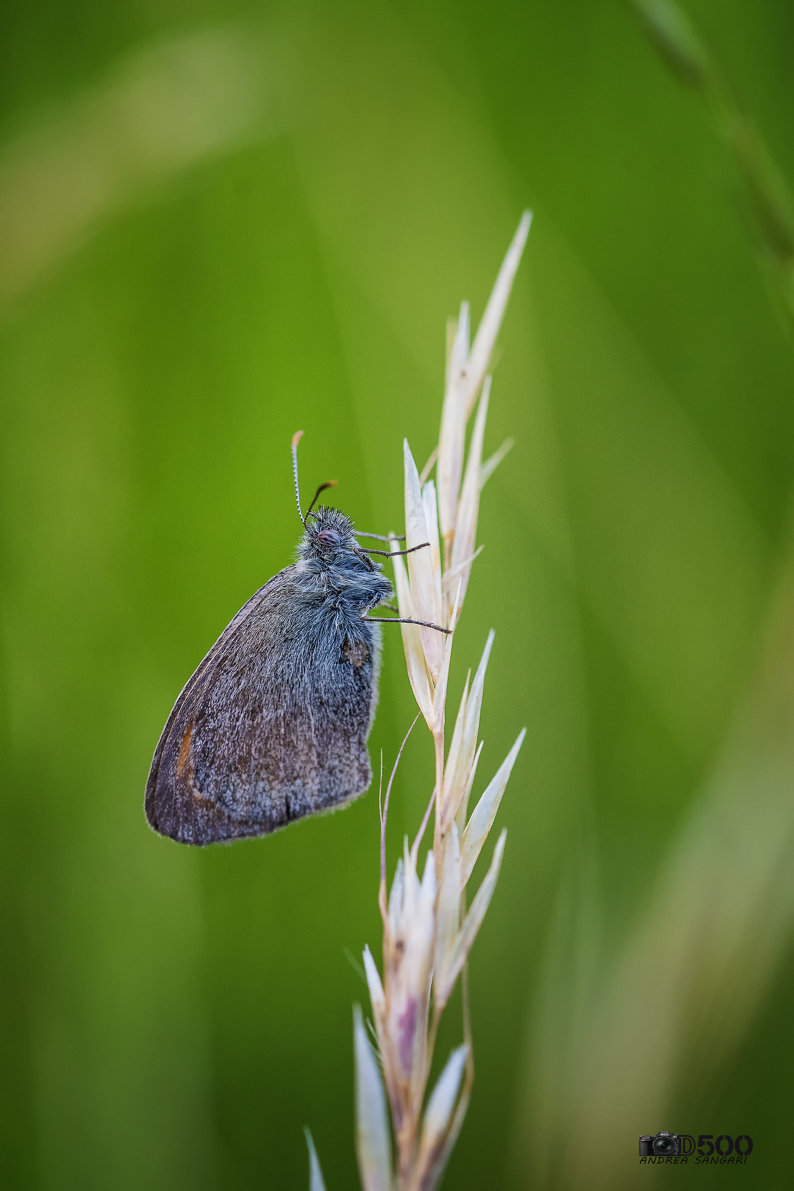Una bellissima farfalla
