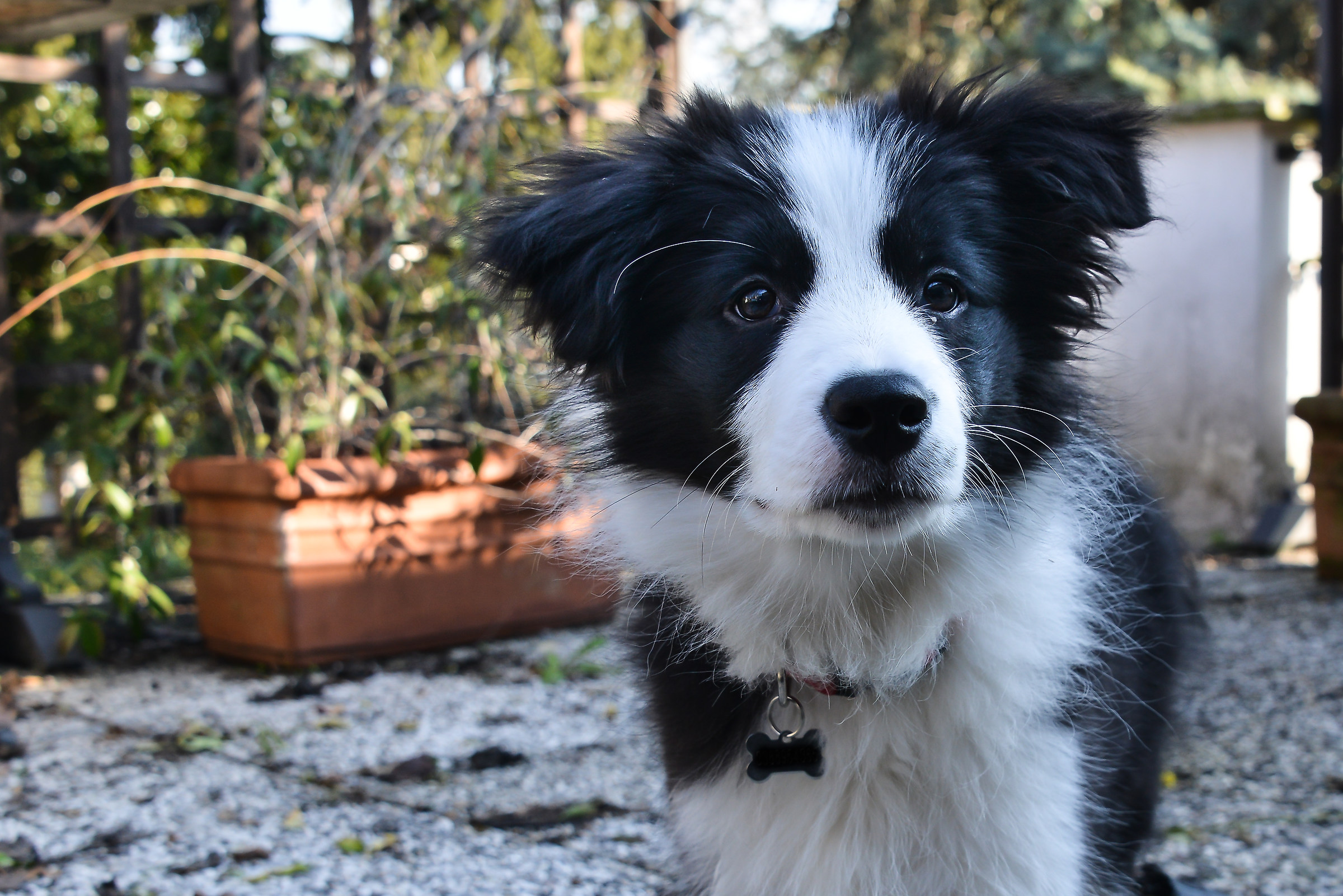 Border Collie Josè.
