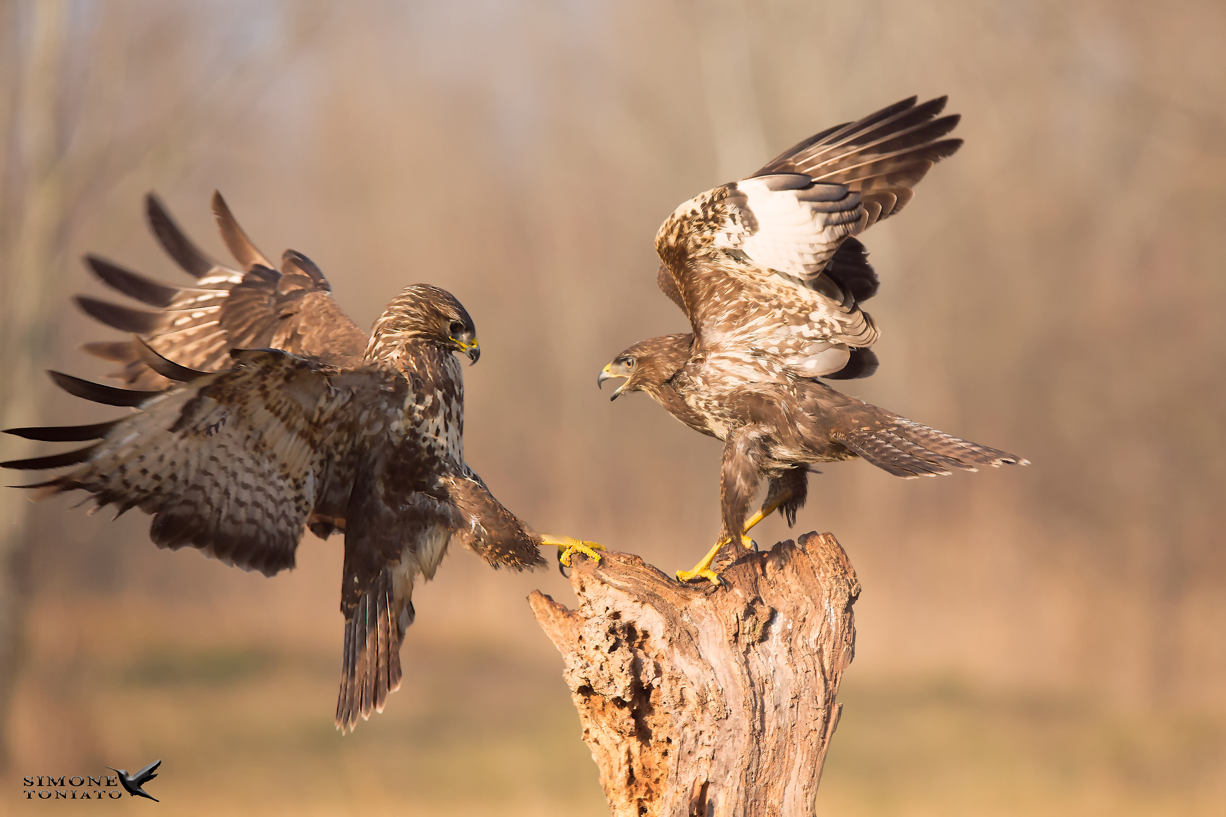 Poiane in discussione