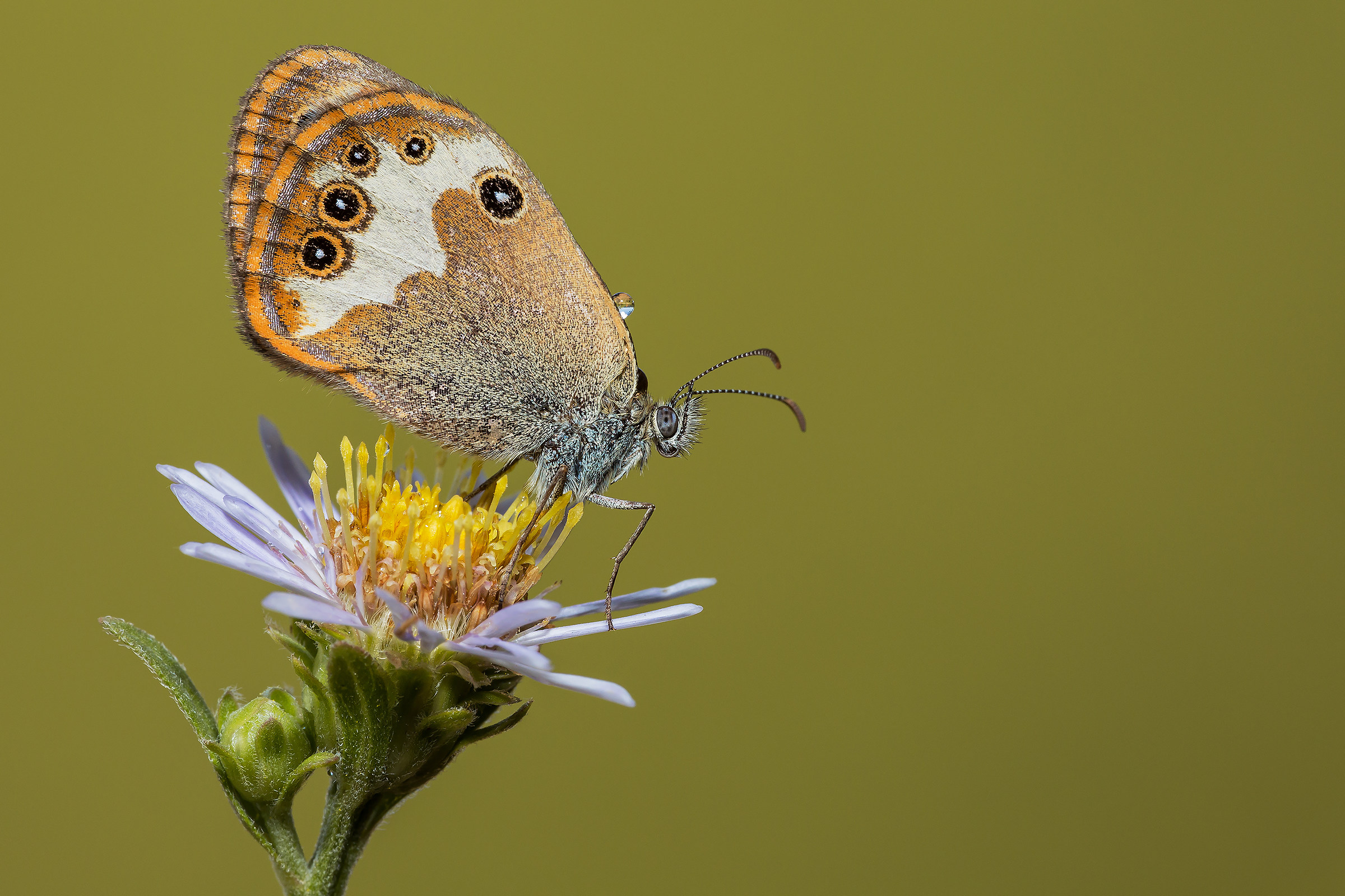 Coenonympha arcania