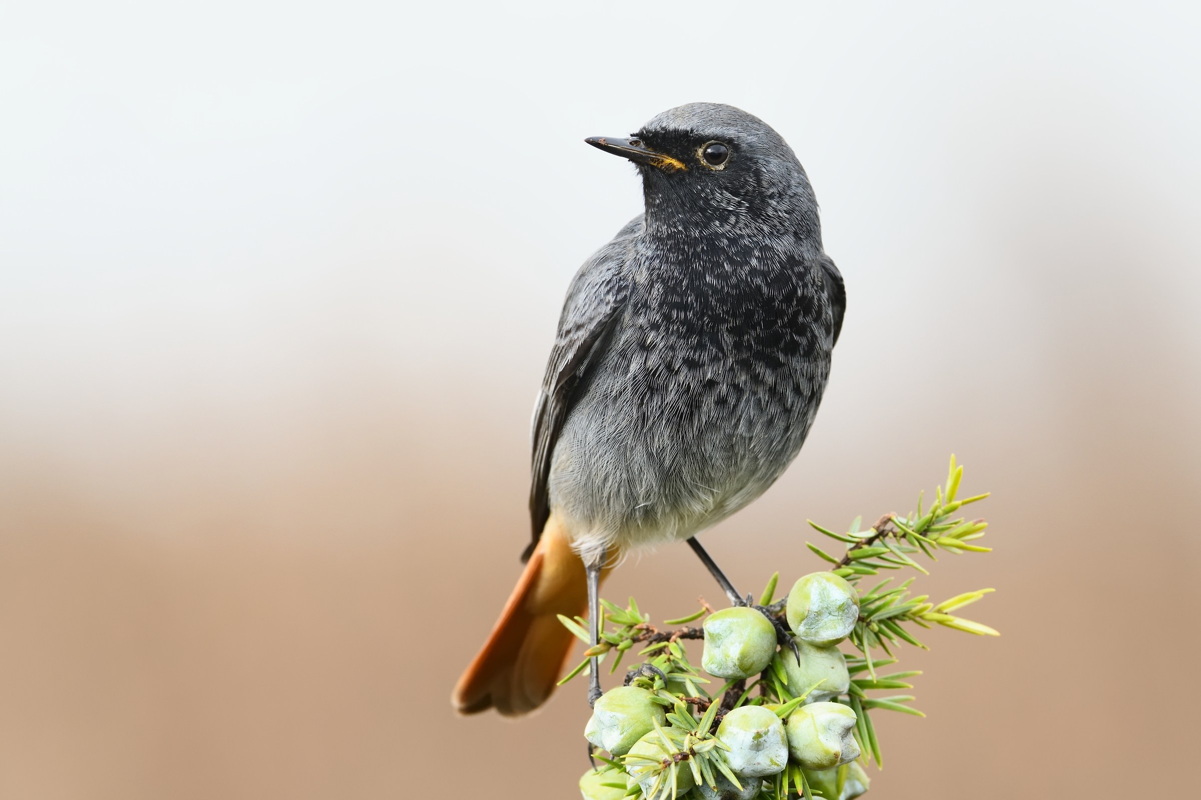 Codirosso spazzacamino.
