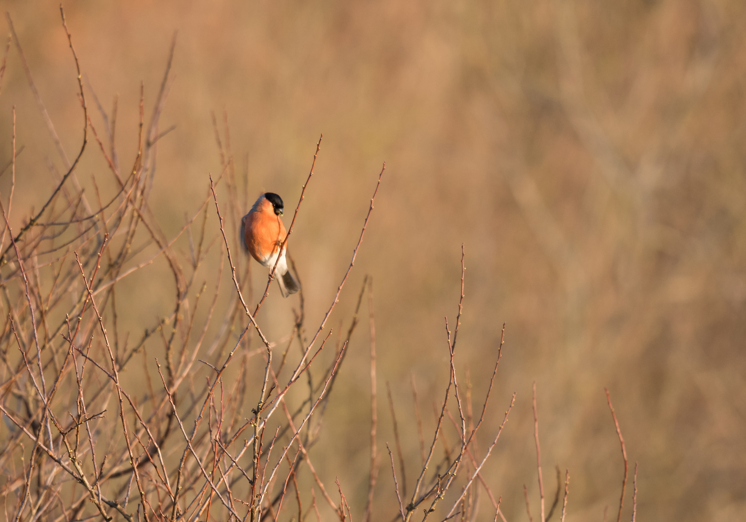 Bullfinch