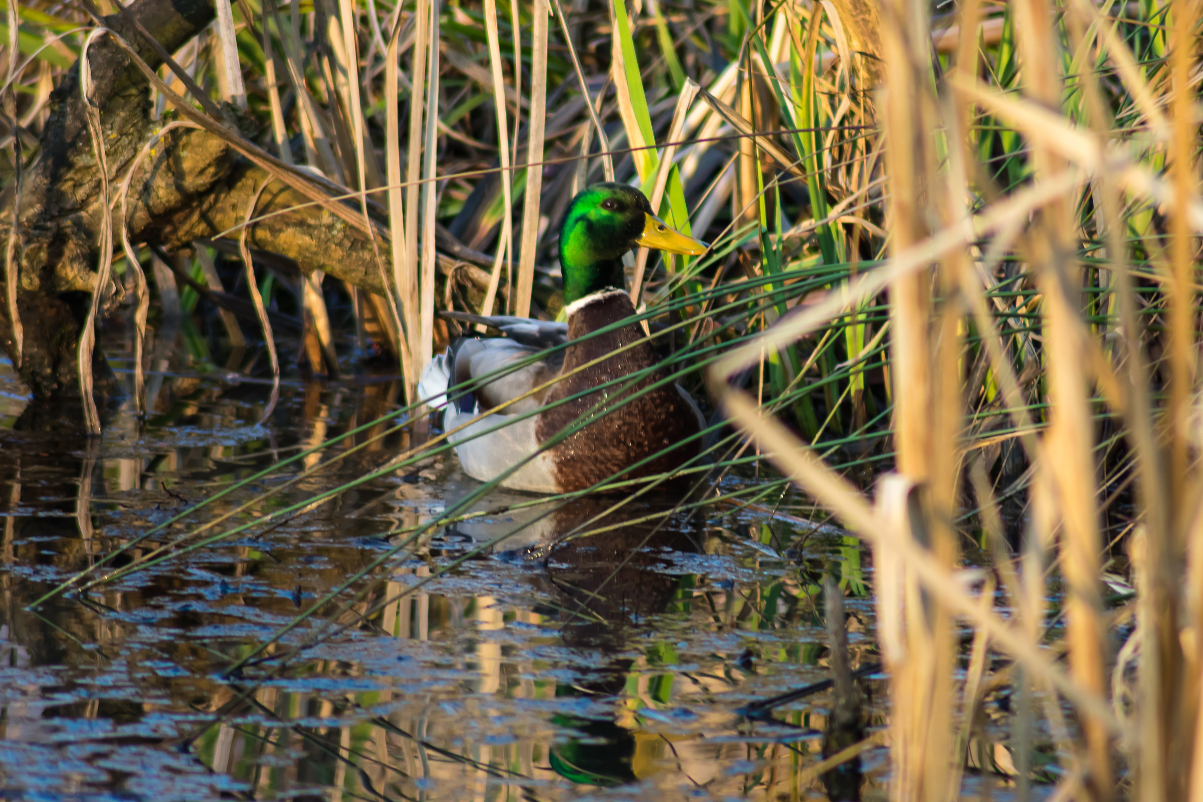 Naturalistic Oasis of Nembro