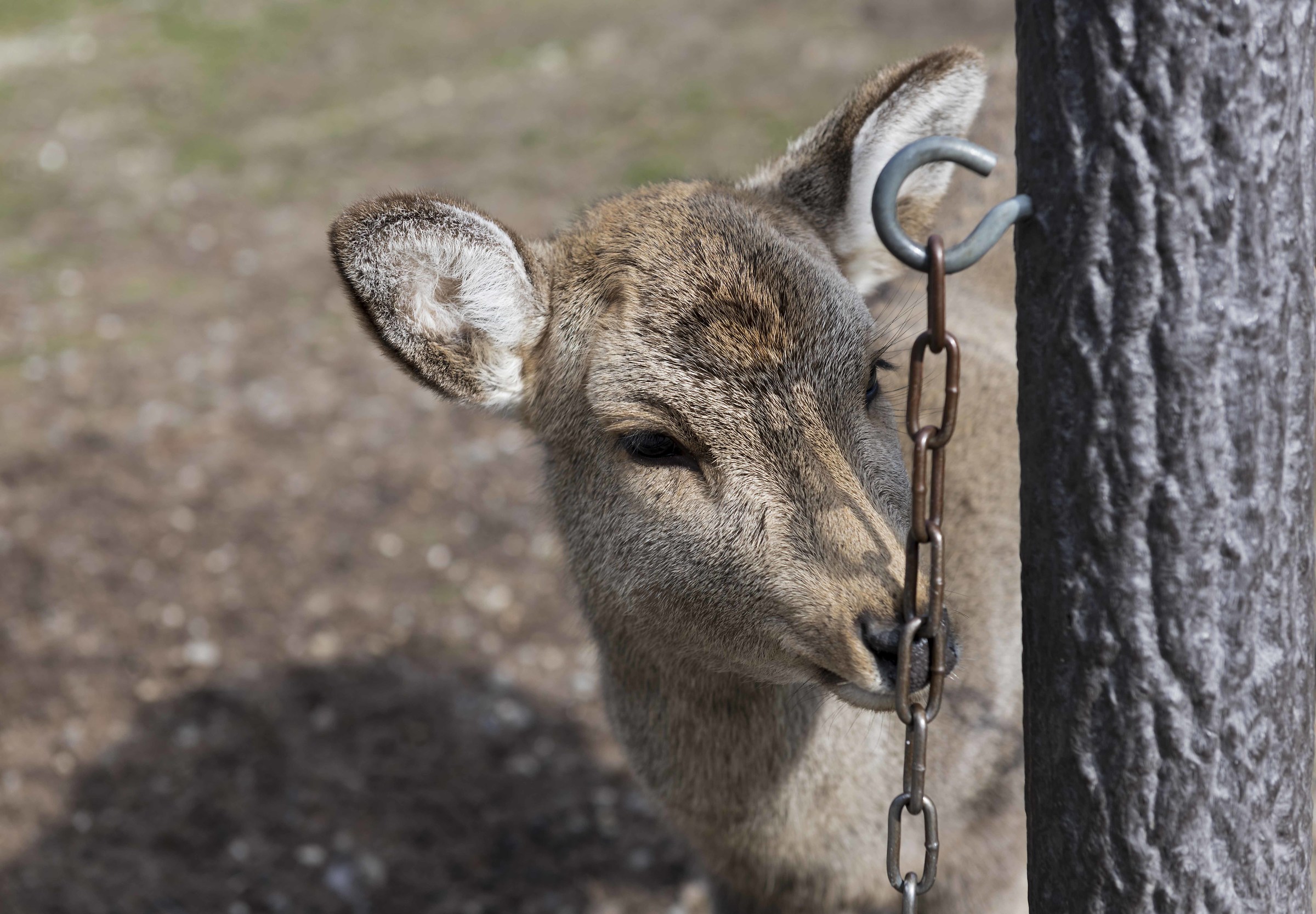 Schiavitù inconsapevole