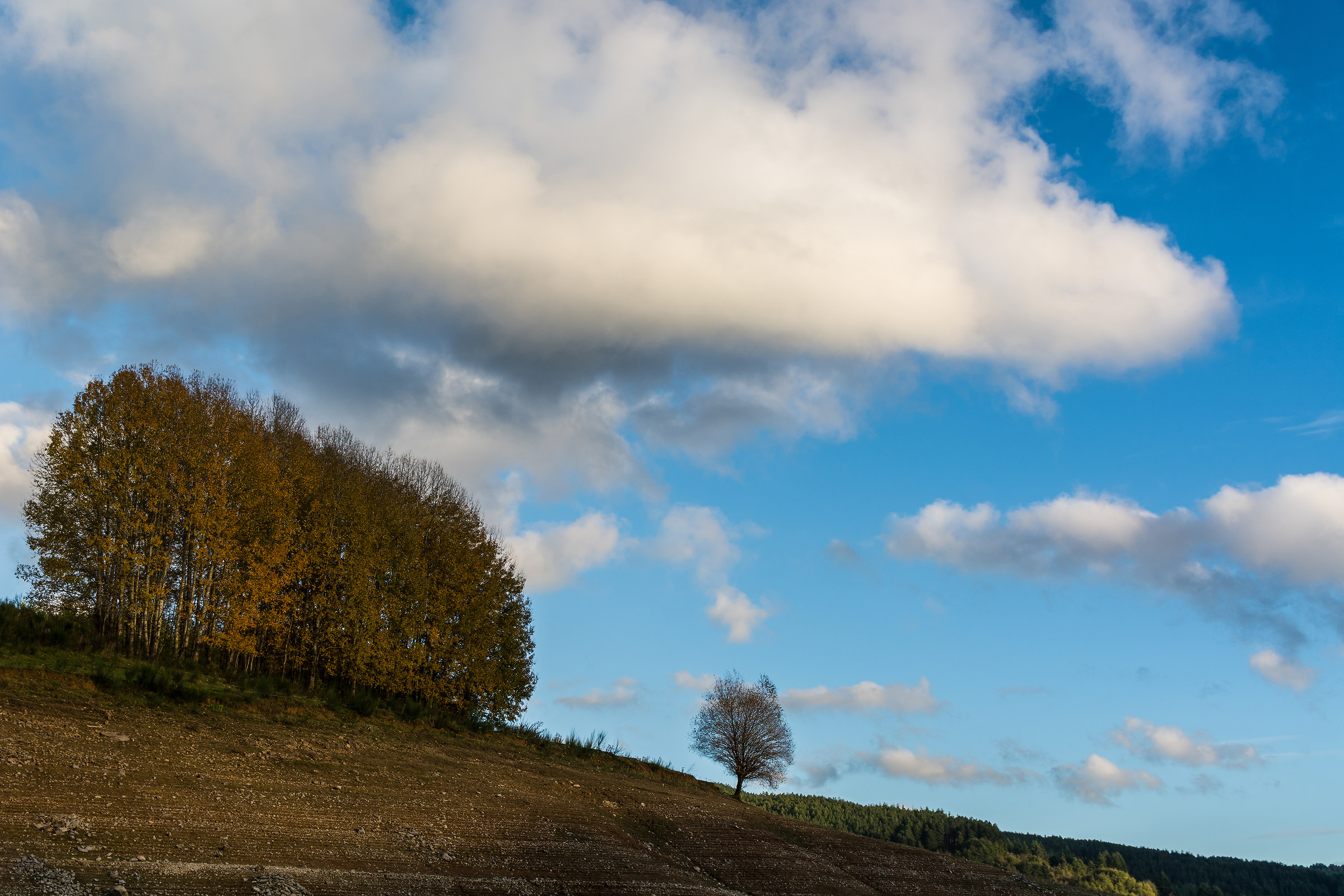 Alberi tra le nuvole