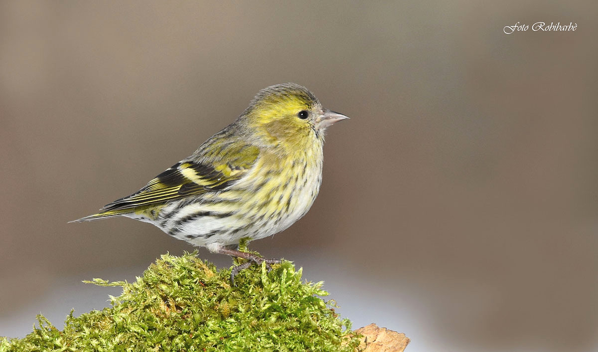 Siskin...