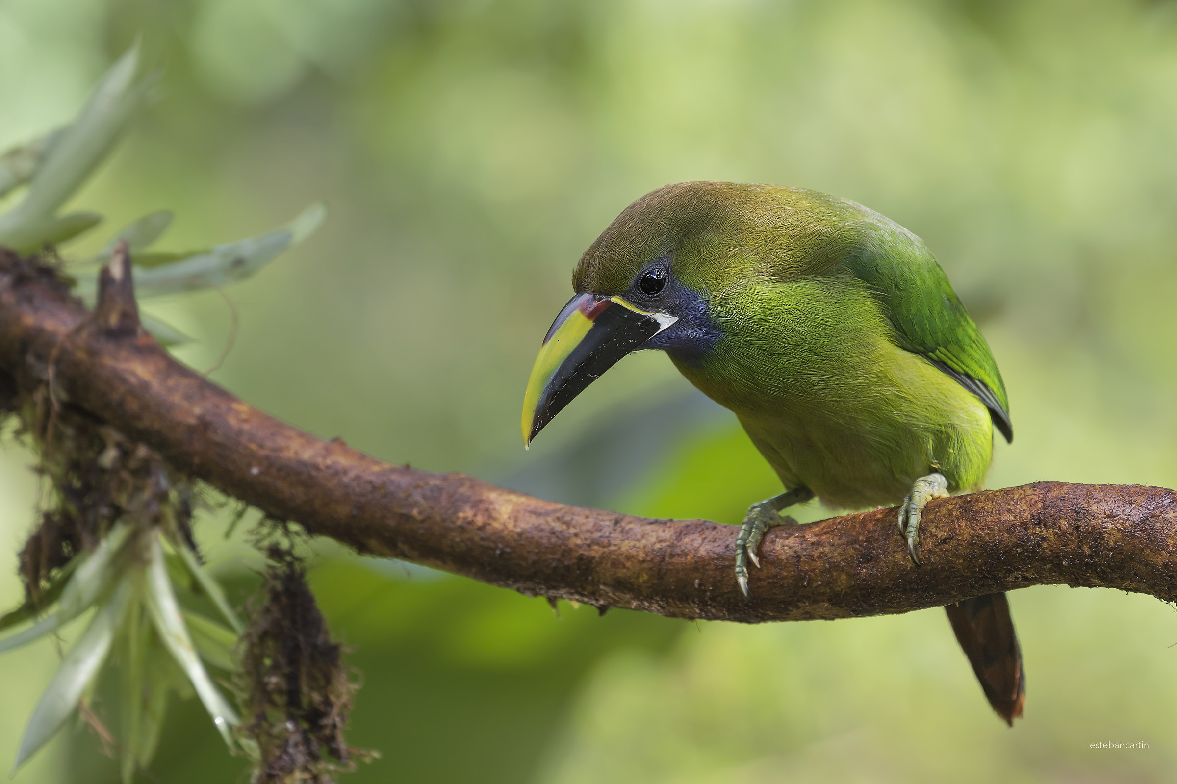 Emerald Toucanet