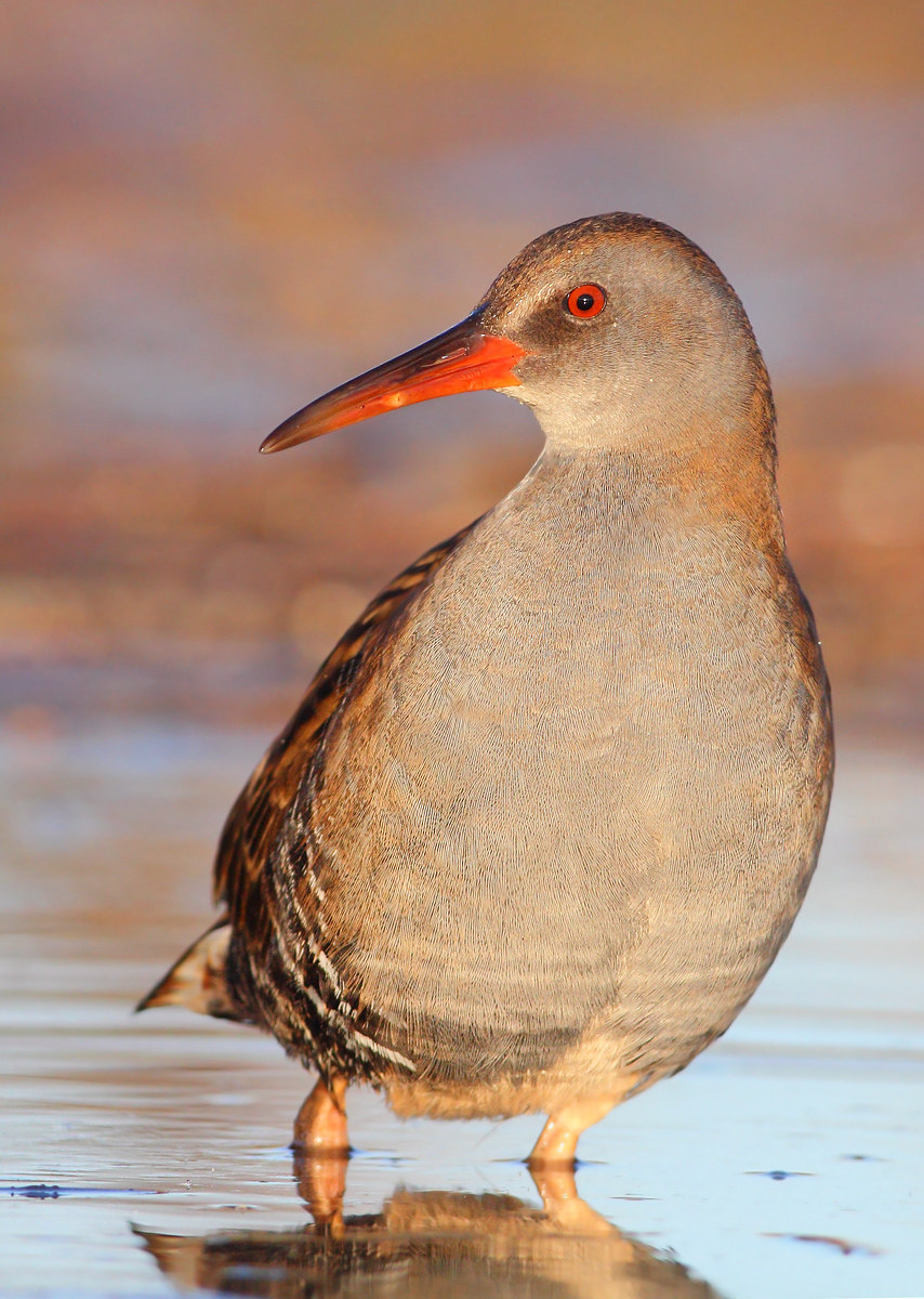 Water Rail