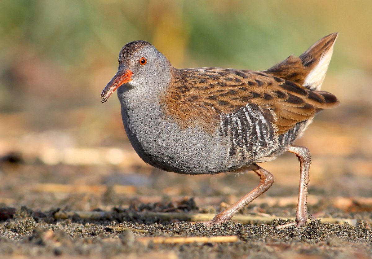 Water Rail