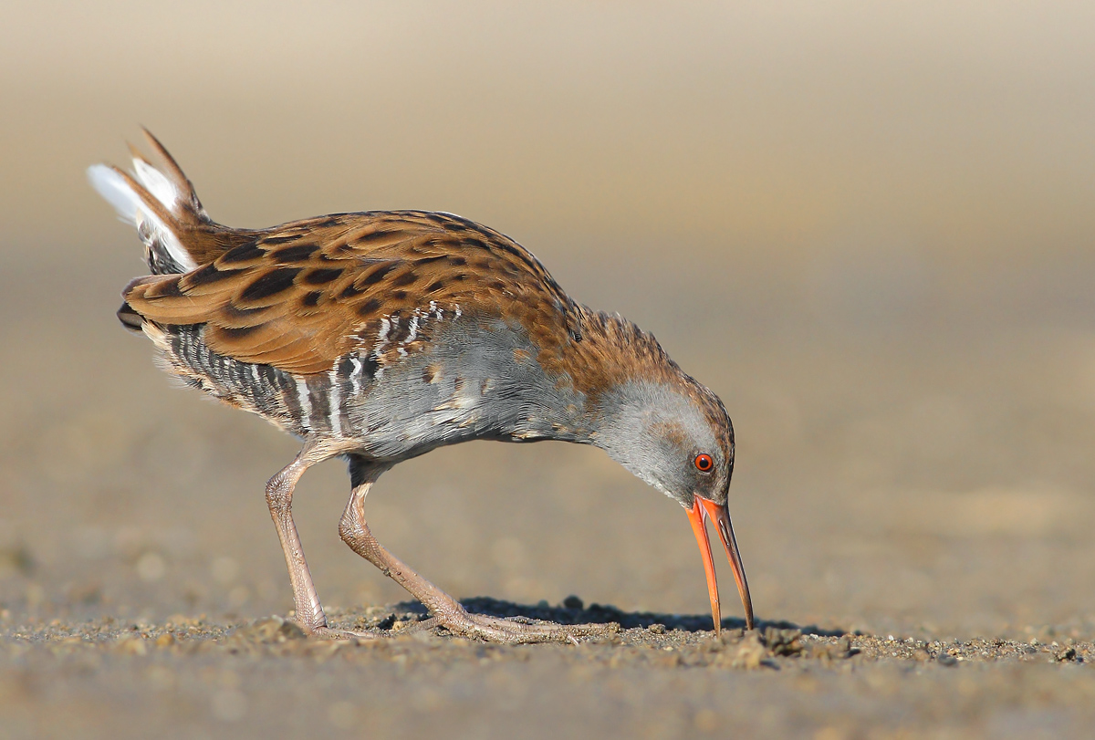Water Rail