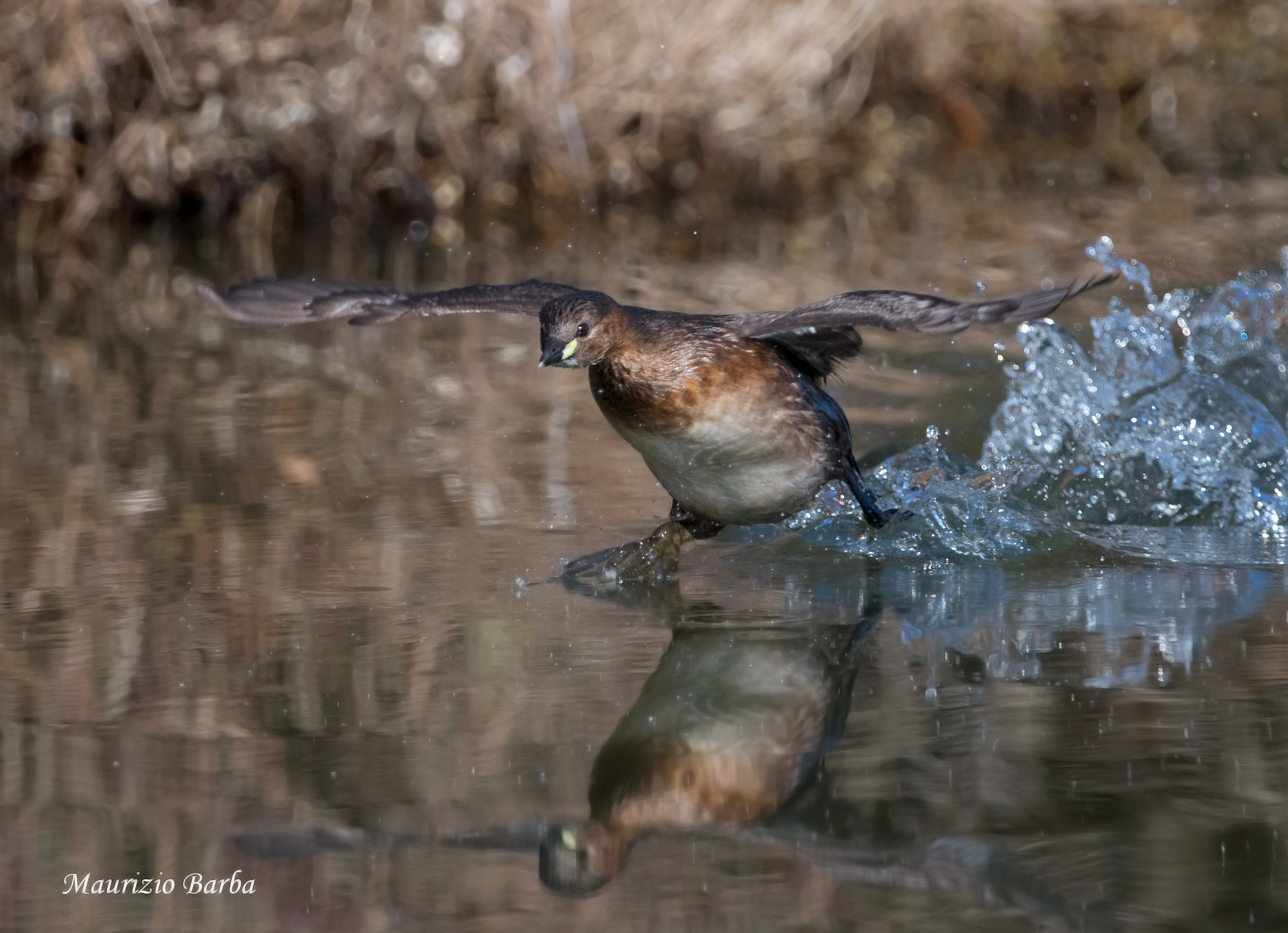 Little Grebe