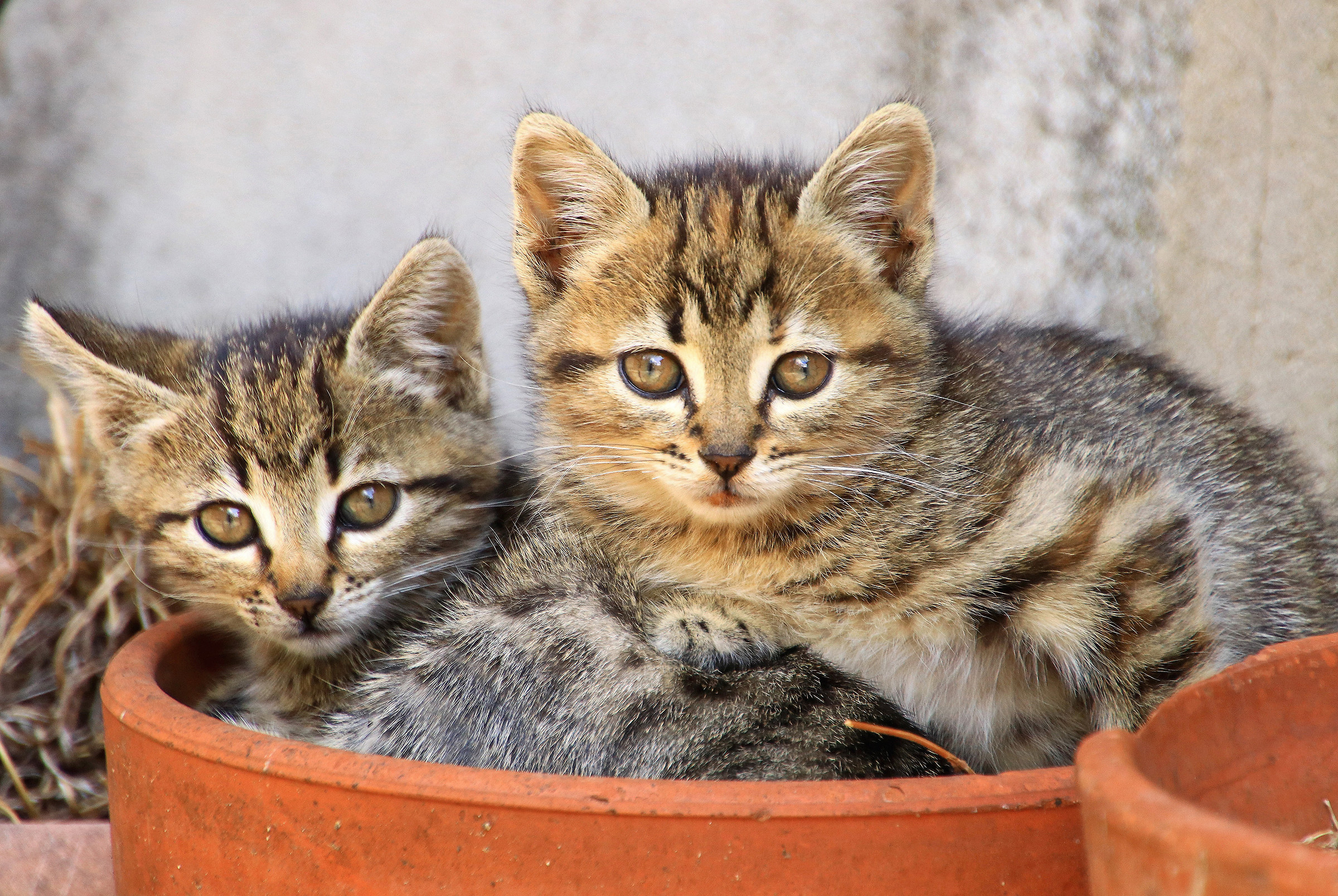 Gattini (orfani) in vaso