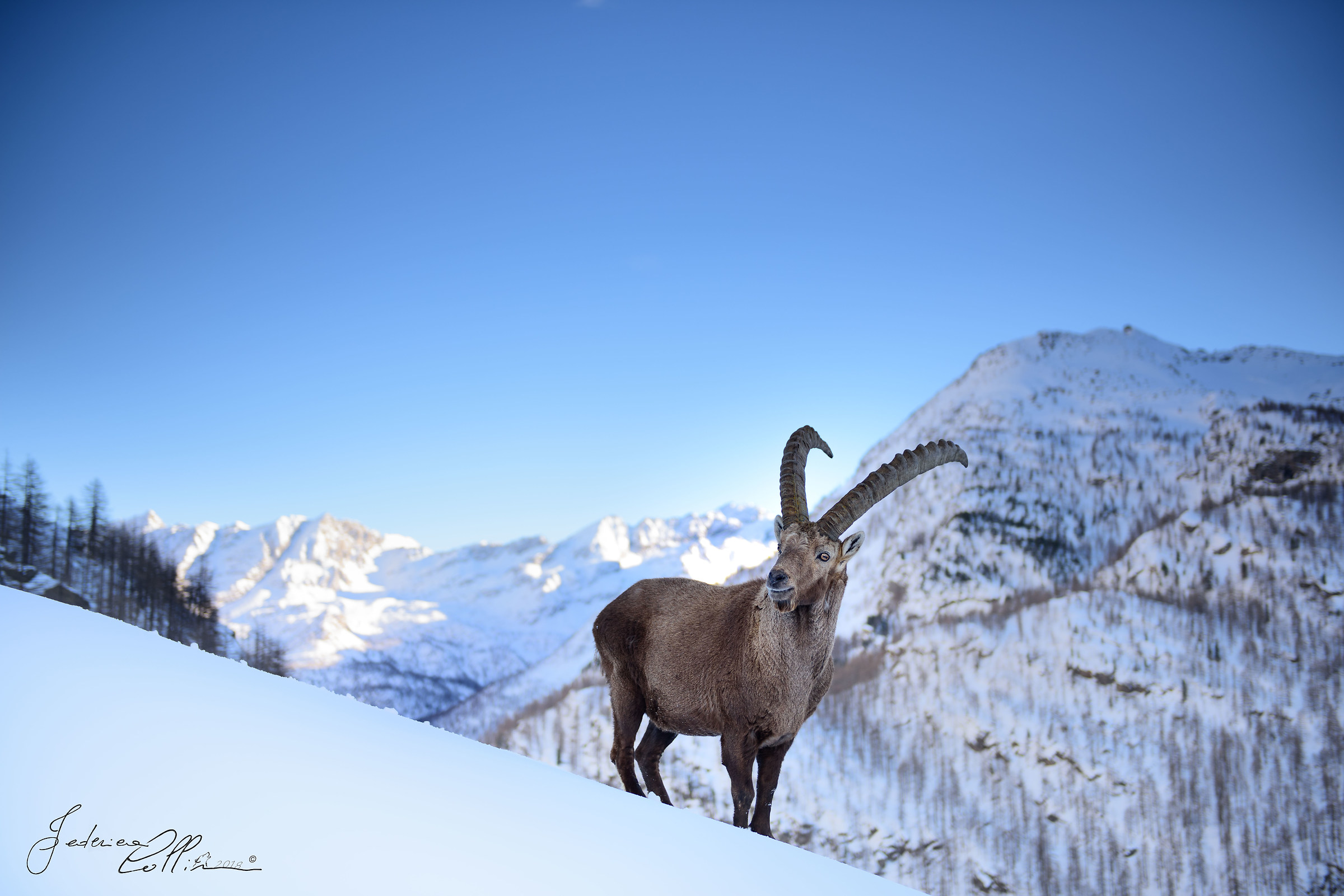 The king of the snows