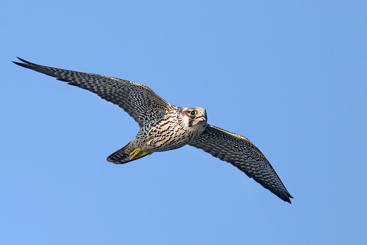 Falco pellegrino Juv.