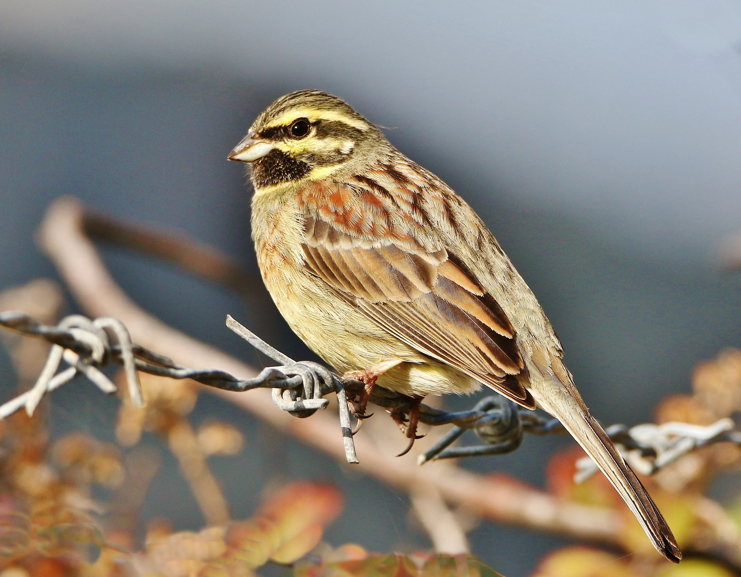 Male black bunting - Emberiza Cirlus -