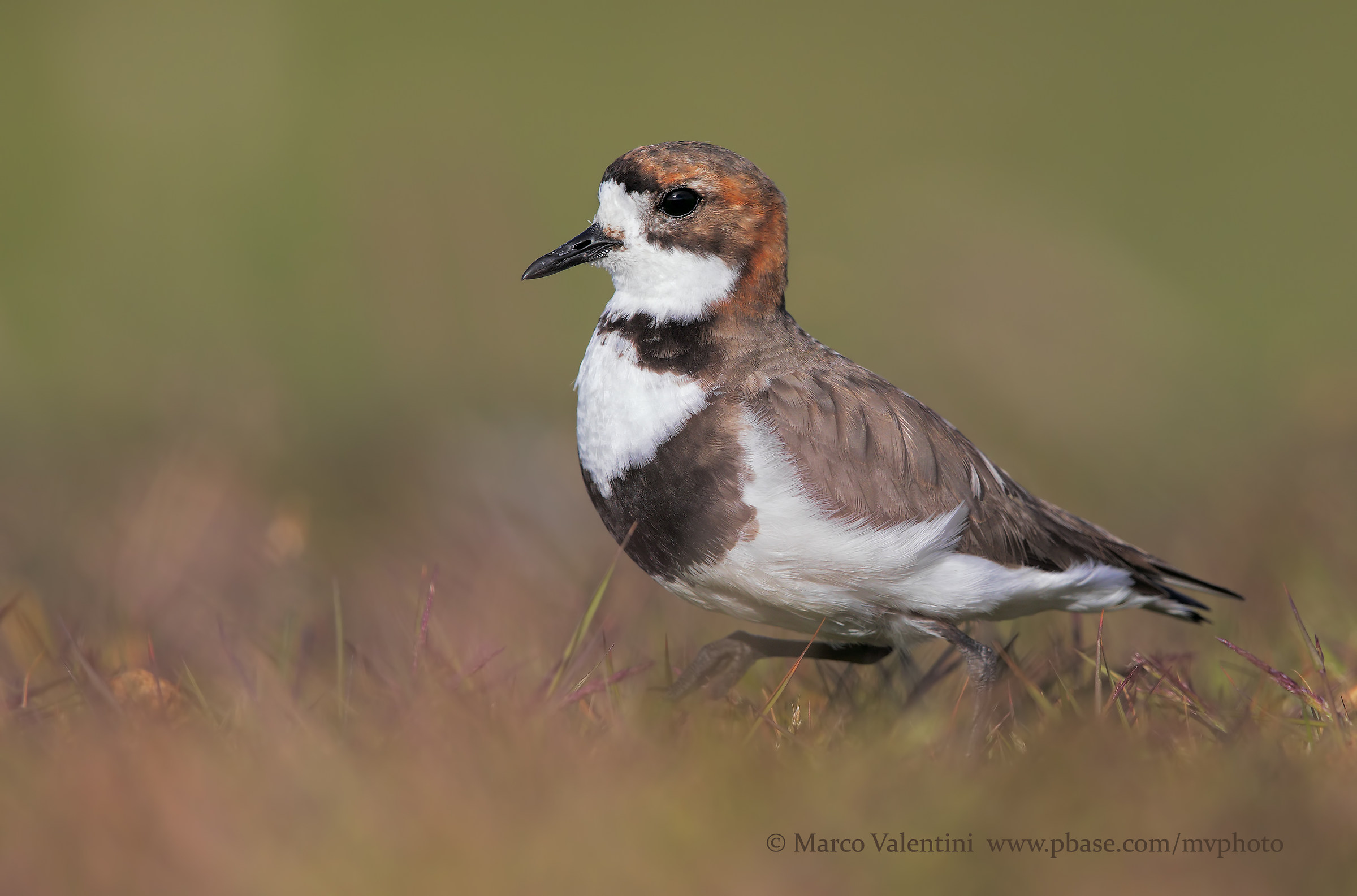 Courier of the Falkland Islands