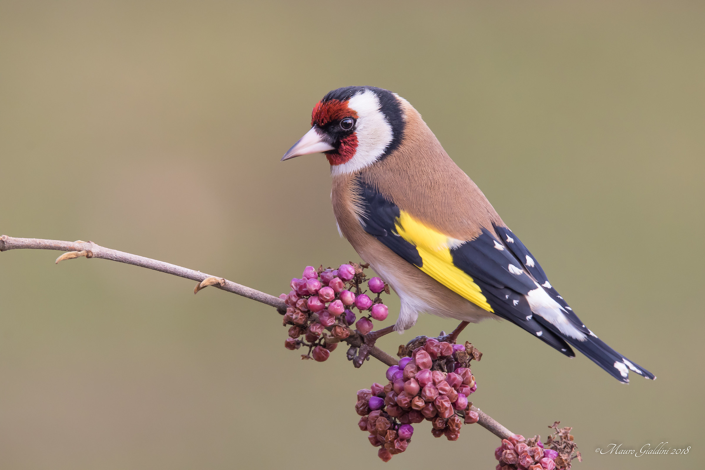 Cardellino su Callicarpa