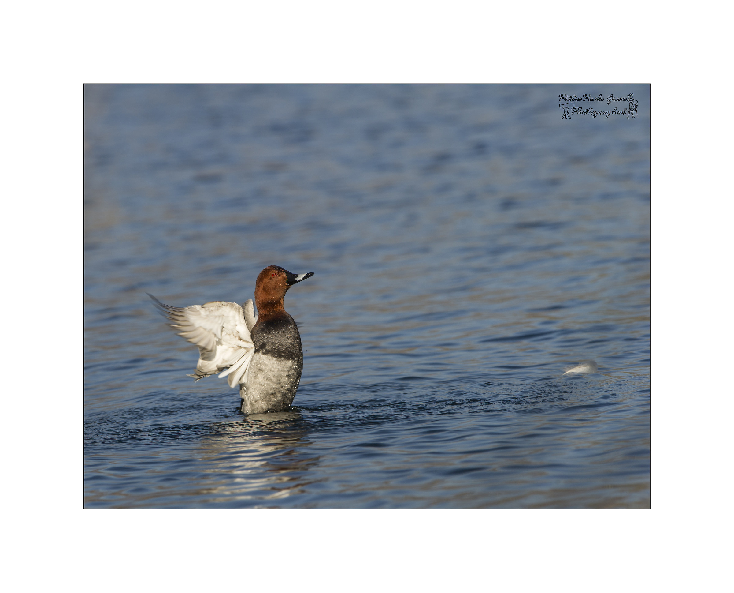 Pochard