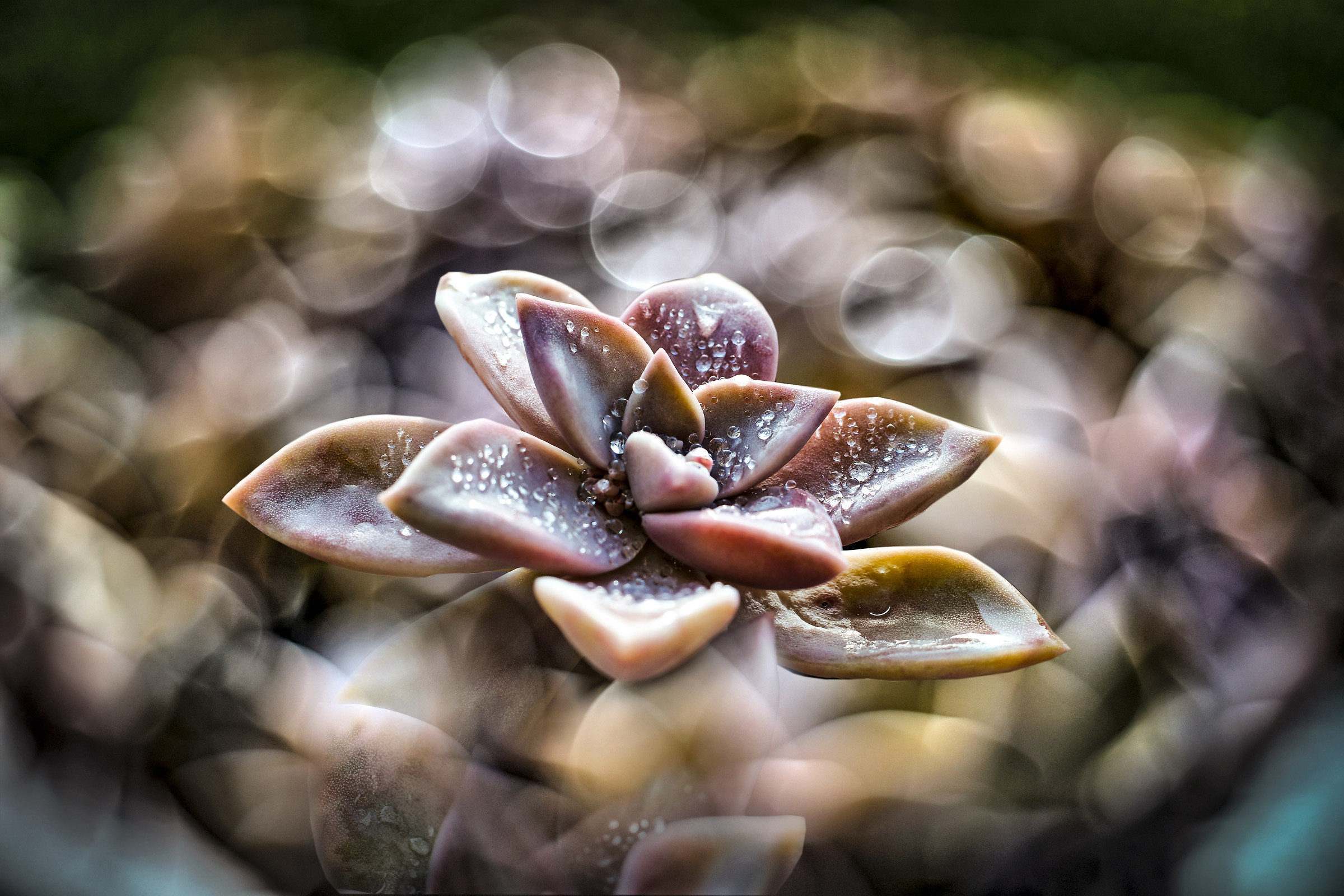 Graptopetalum from Paraguay