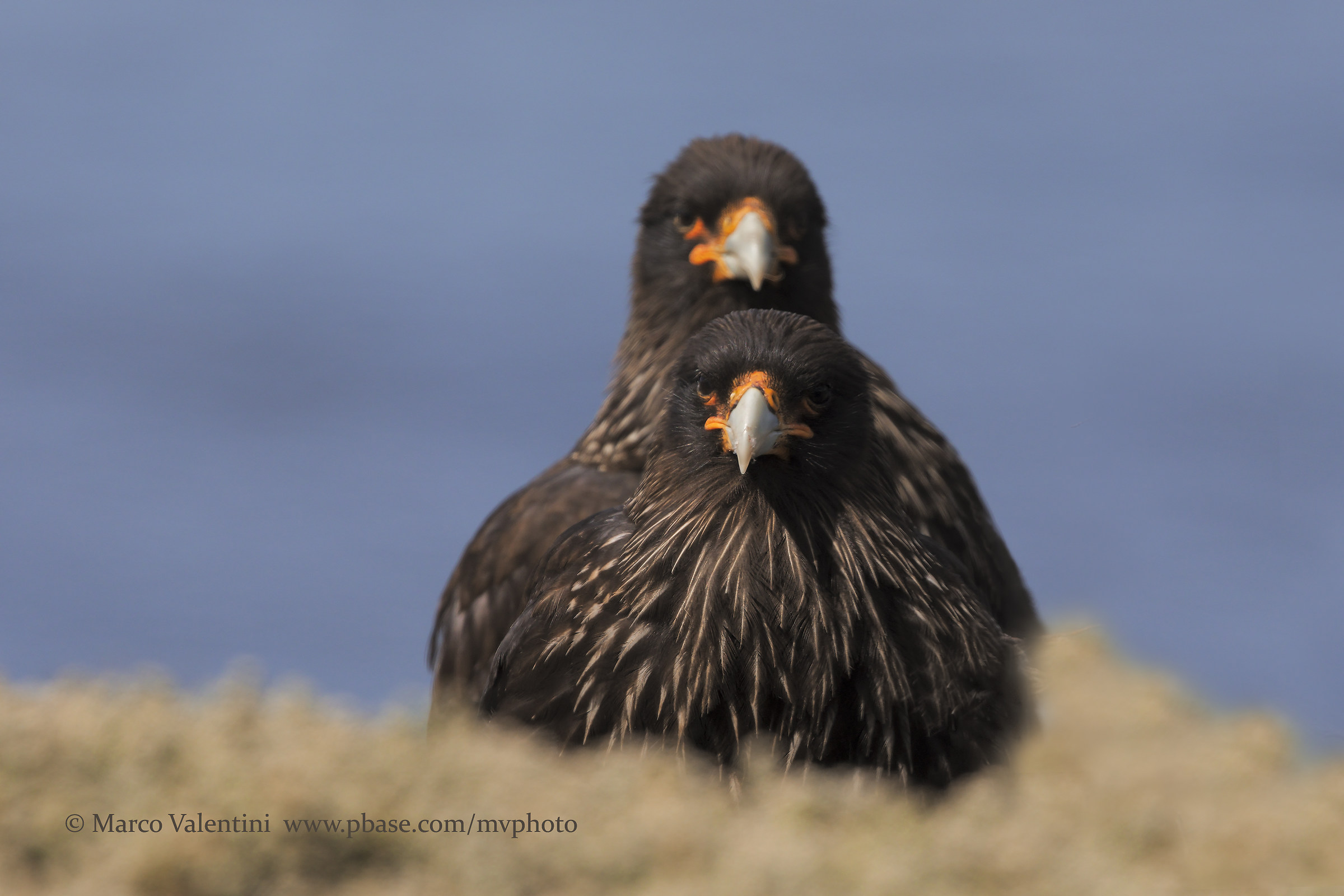 Striated caracara