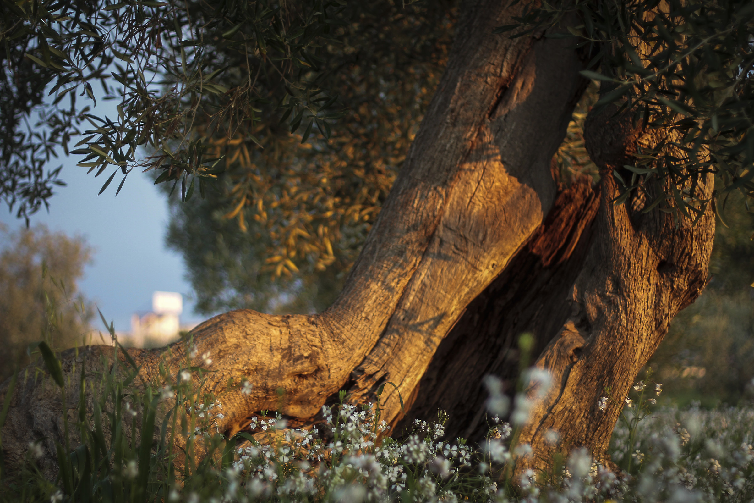 Olive trees of Puglia