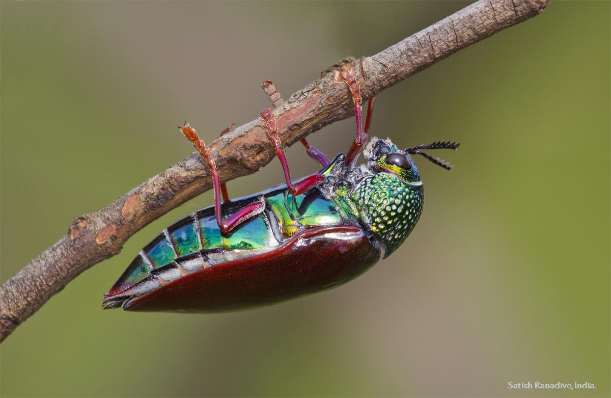 Jewel Beetle of India.