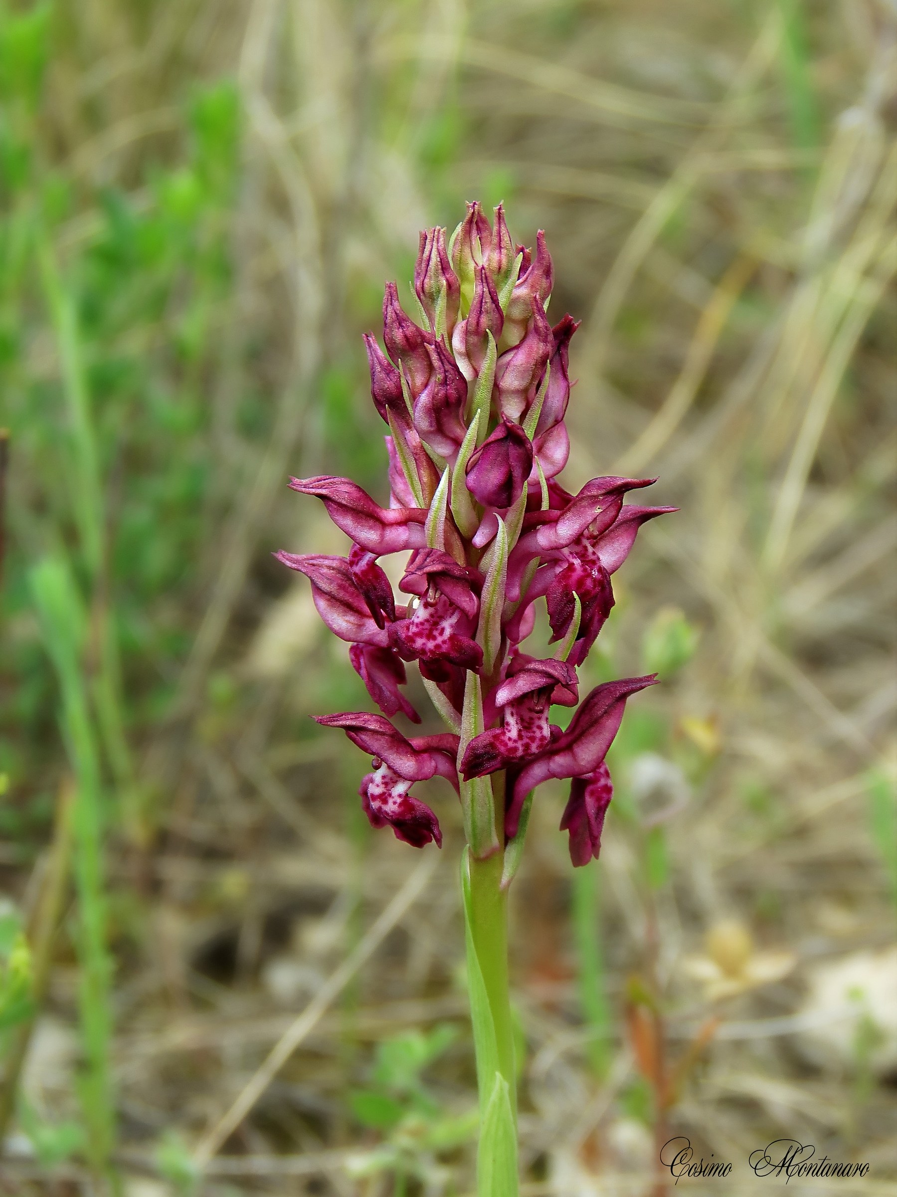 Anacamptis coriophora
