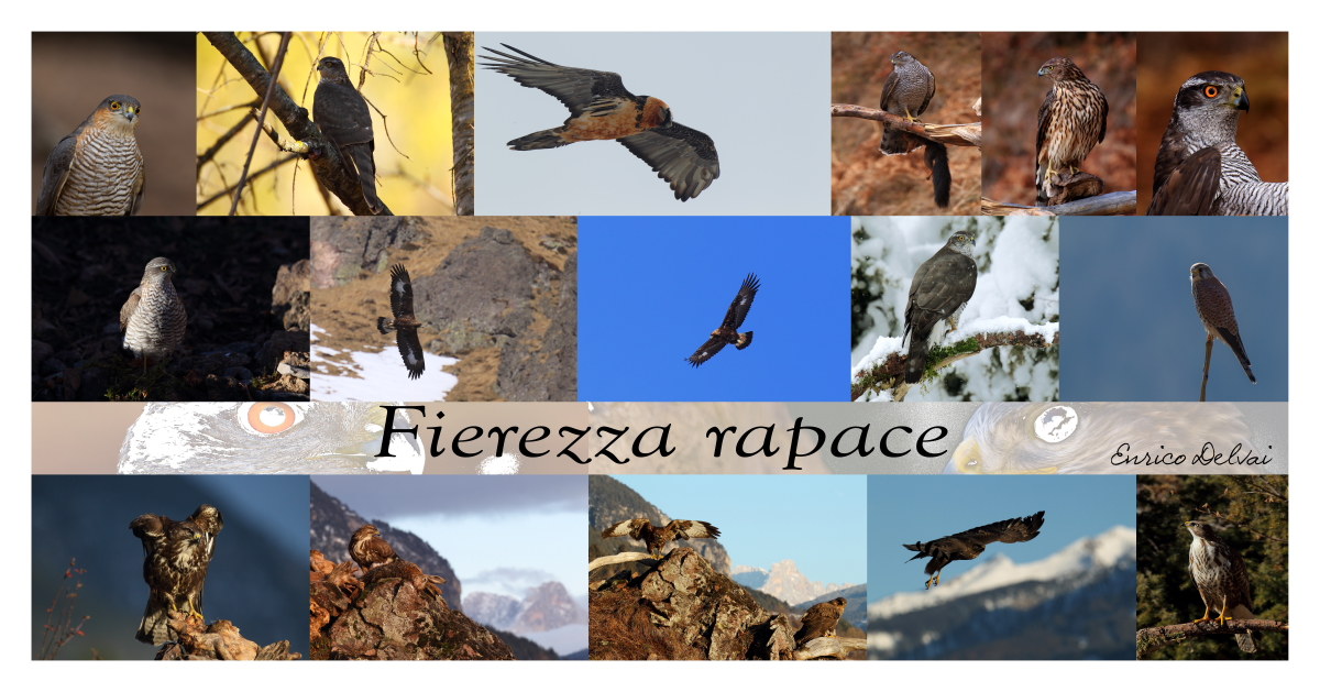 Collage rapaci